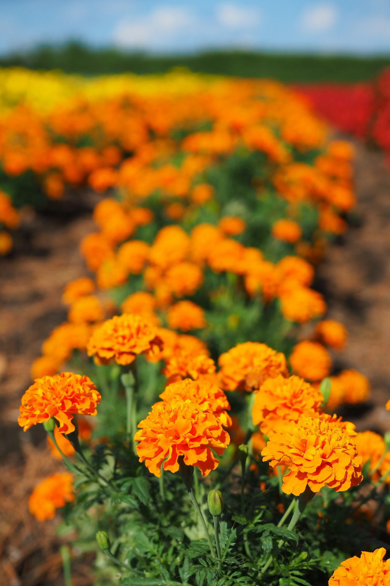 Des soucis orange vif fleurissant dans un champ de fleurs