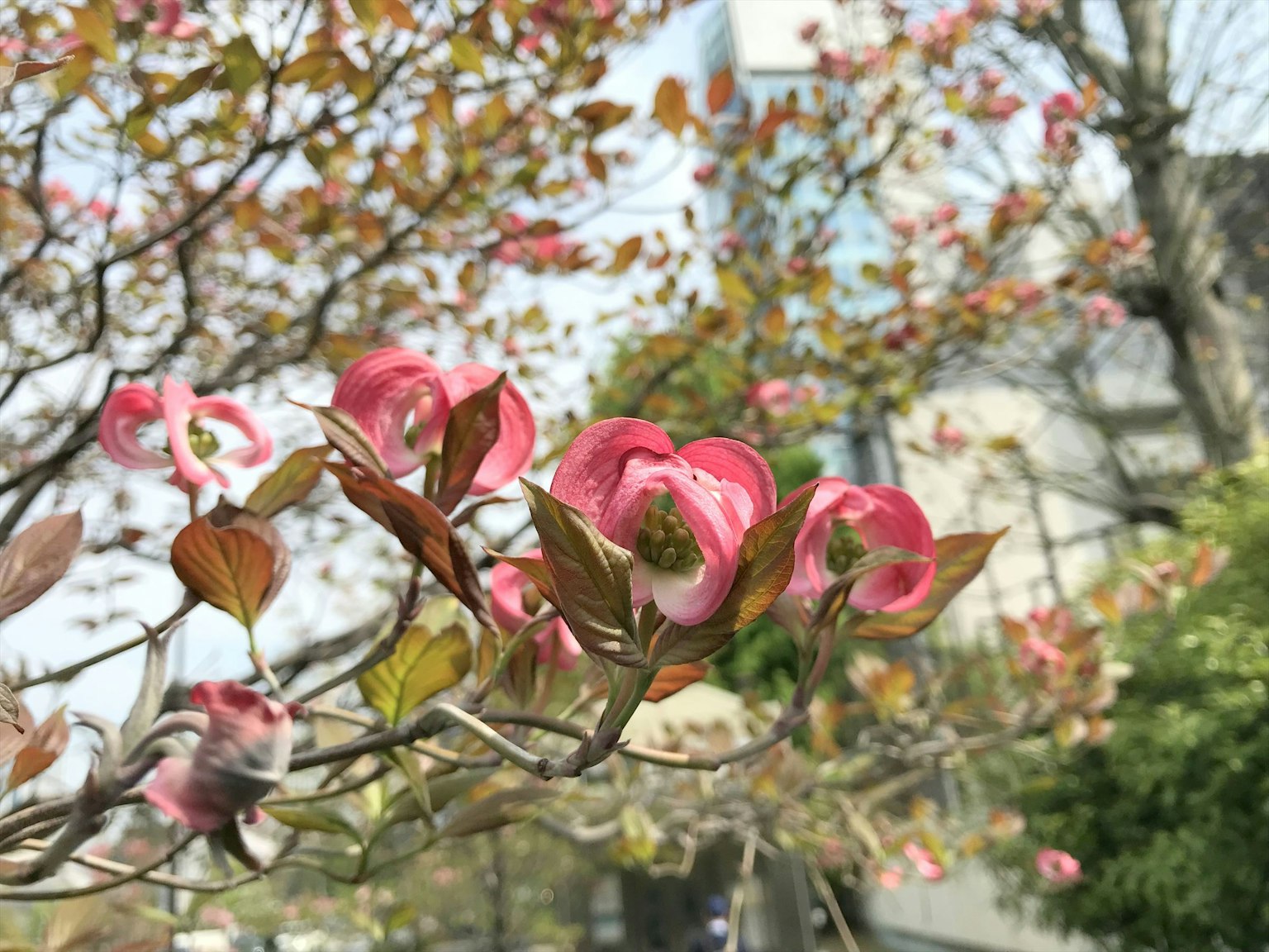 Zweig eines Hartriegels mit rosa Blumen und verschwommenem Hintergrund