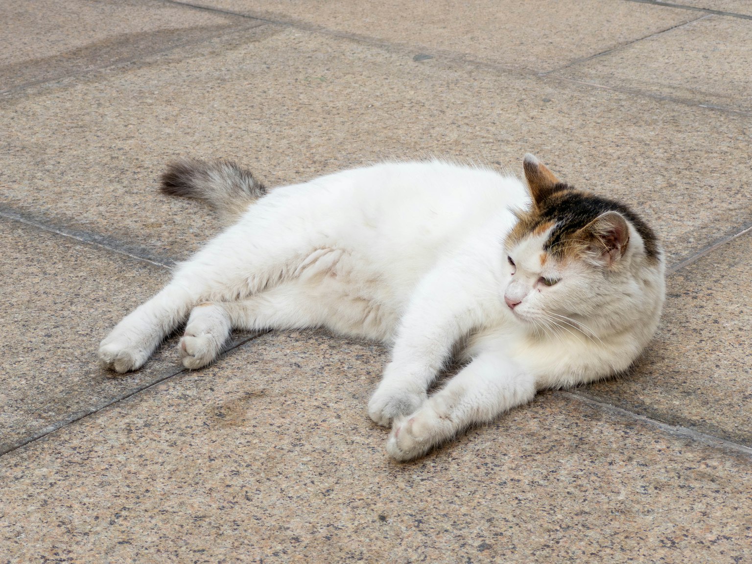 돌바닥 위에 누워 있는 흰 고양이