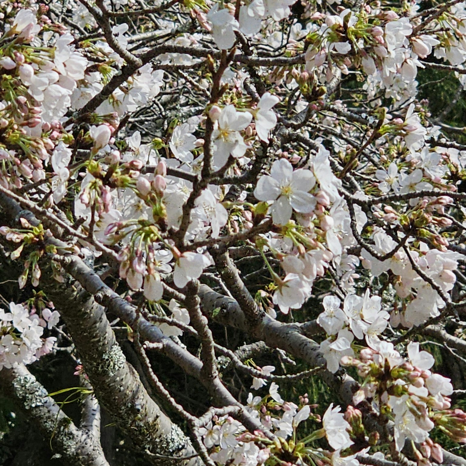 盛开的樱花枝条上有精致的白色花朵