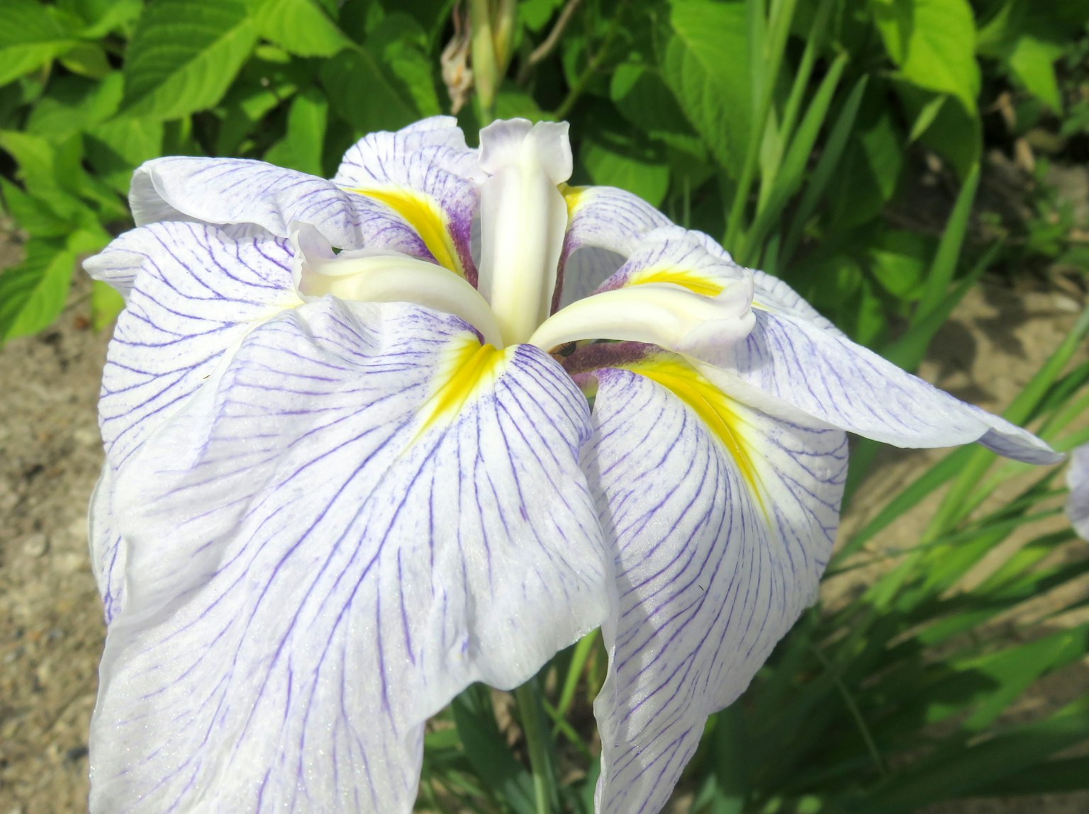 Fleur d'iris avec des pétales blancs et des veines violettes