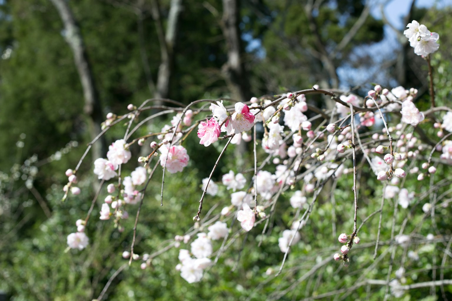 Close-up of cherry blossom branches with pink and white flowers