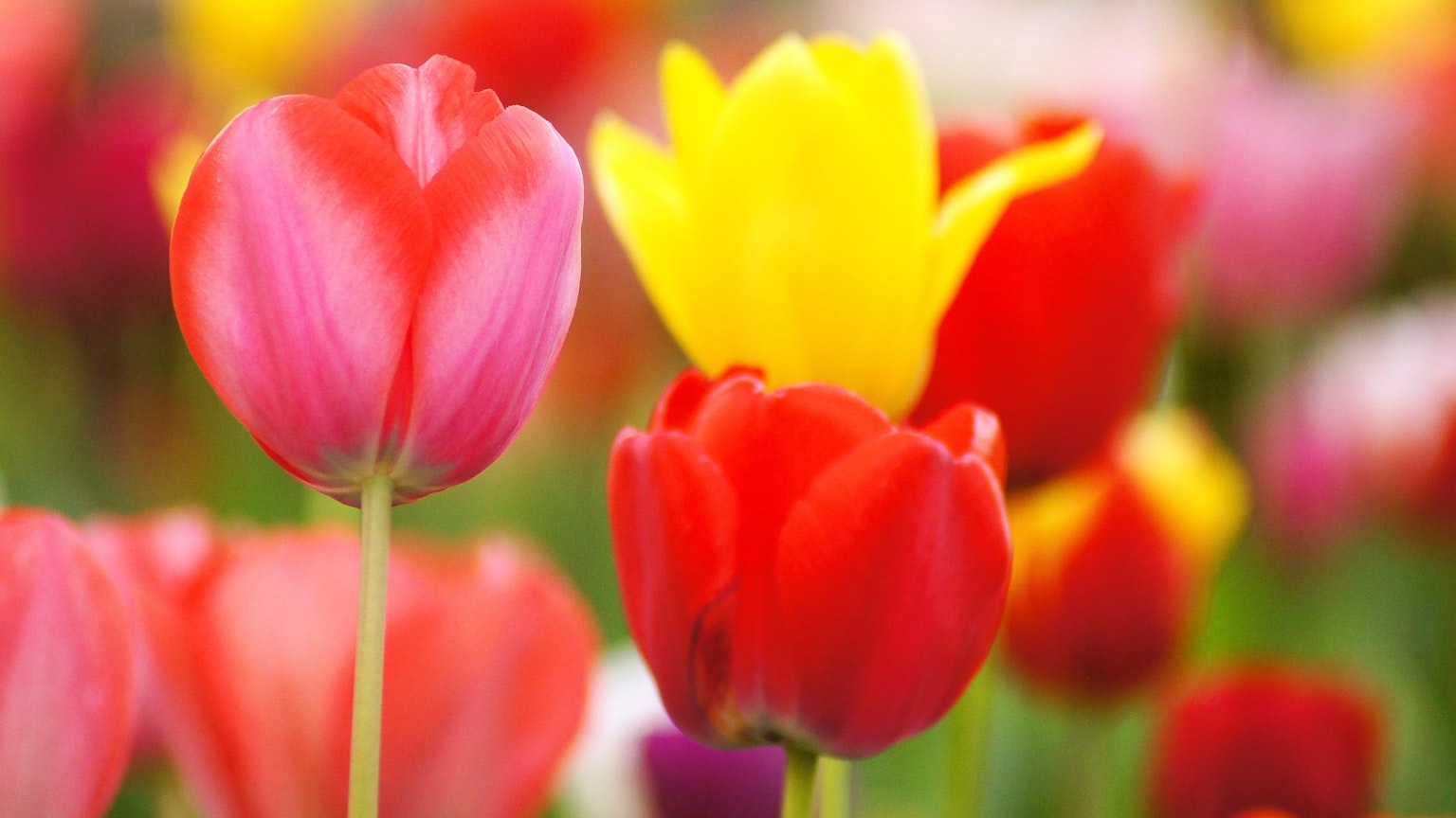 Un champ vibrant de tulipes avec des fleurs rouges et roses et une tulipe jaune en évidence