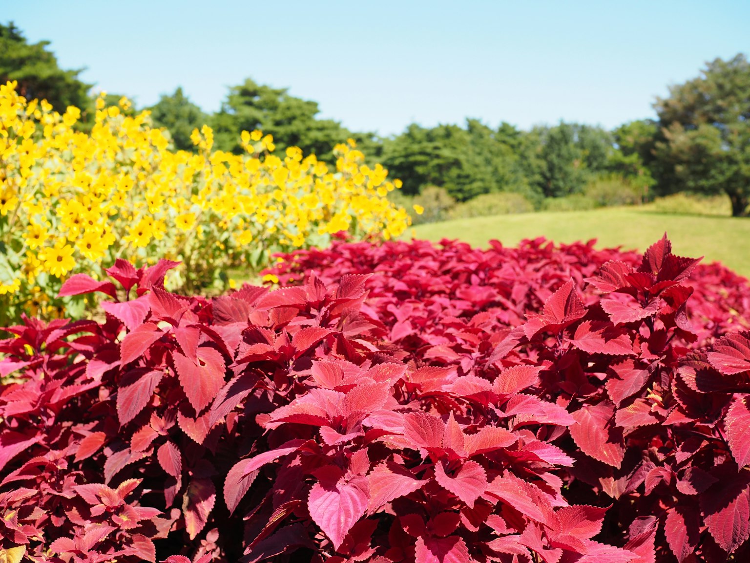 一幅生動的花園場景，紅色葉子和盛開的黃色花朵