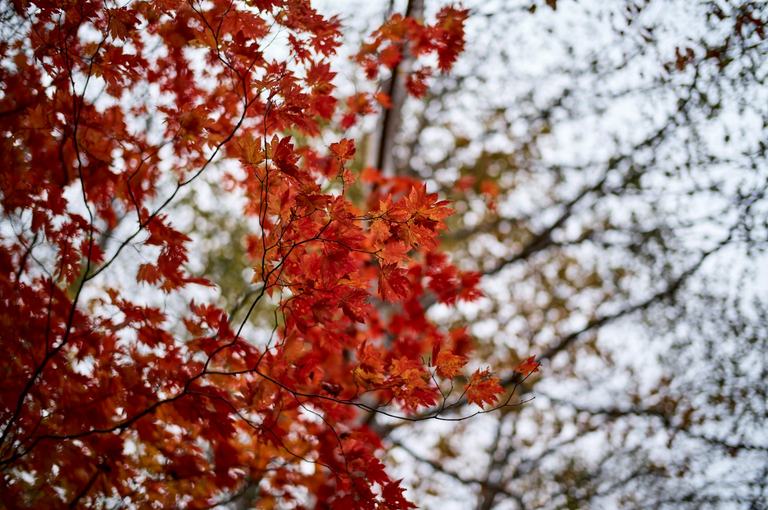 Vibrant red leaves on autumn trees with a blurred background