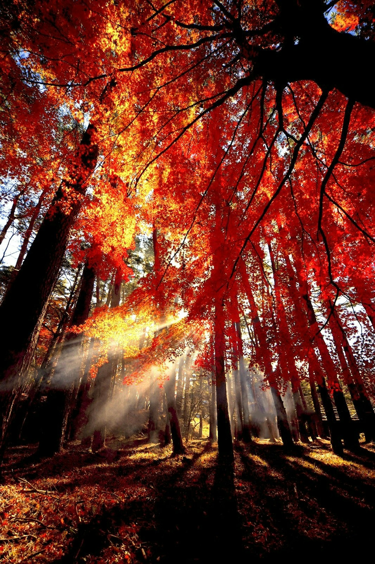 Autumn forest scene with vibrant red leaves sunlight streaming through trees