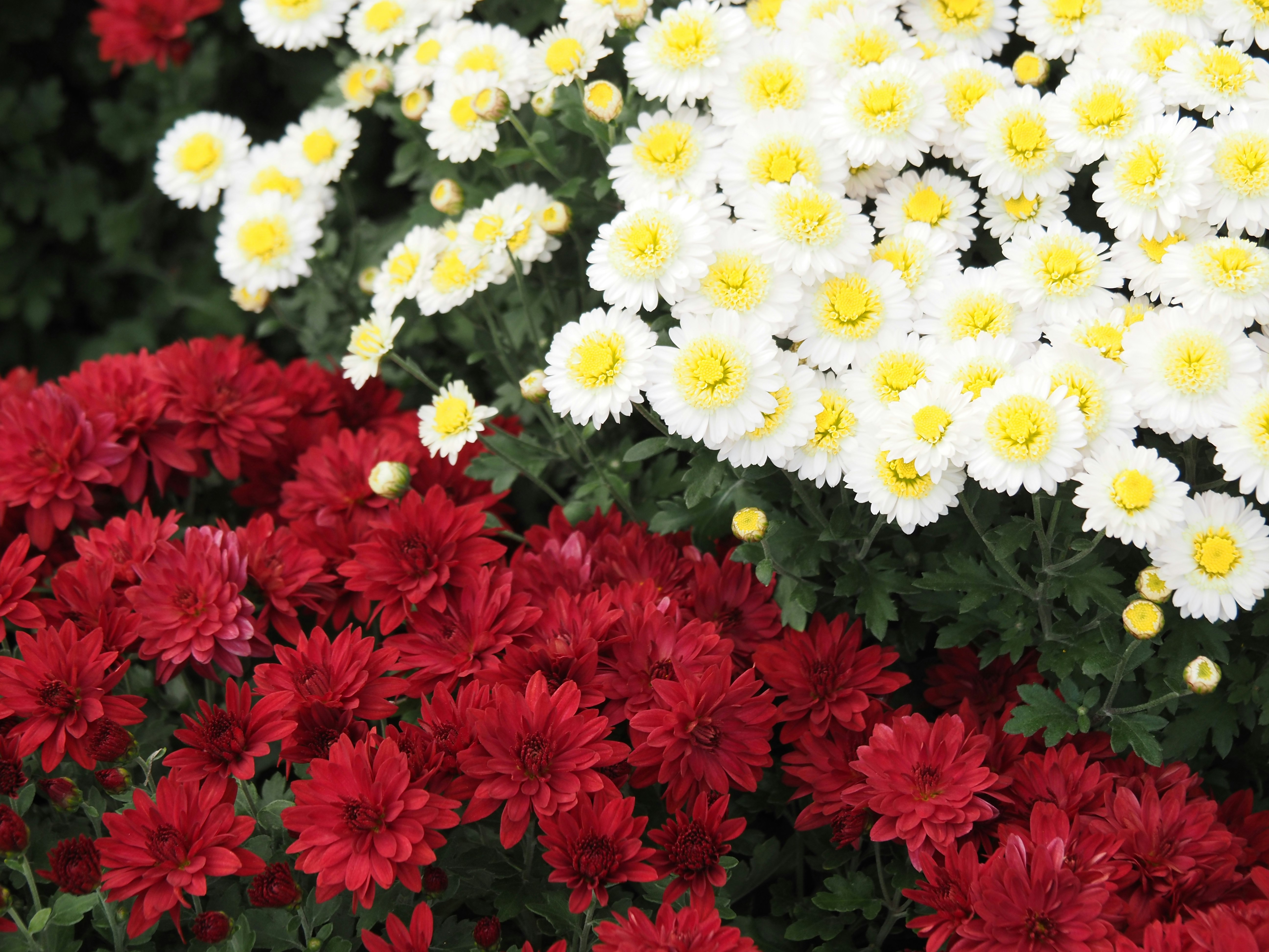 赤と白の菊の花が密に咲く花壇