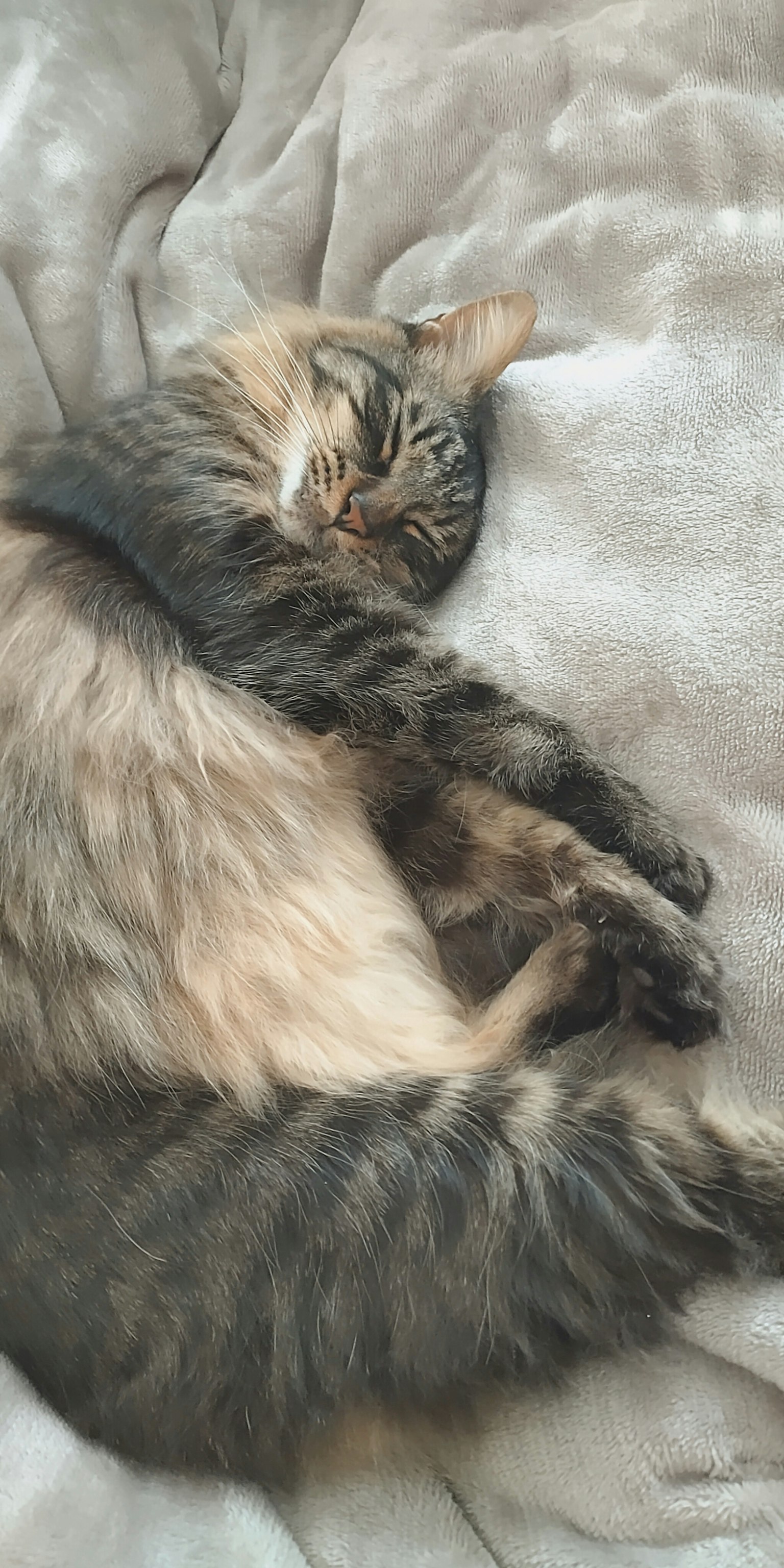 一只睡着的猫在柔软的毛毯上放松