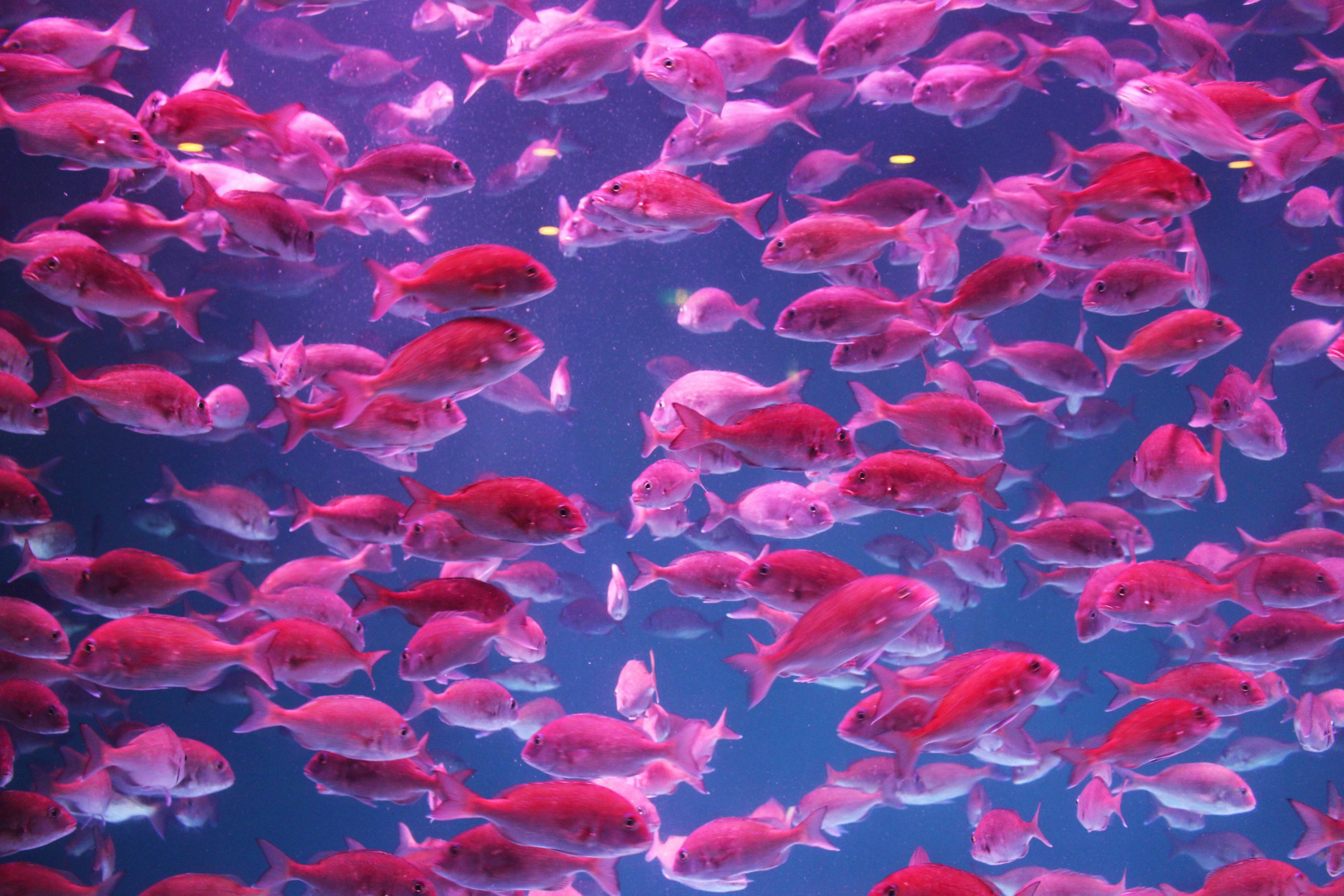 A school of pink fish swimming in an aquarium tank