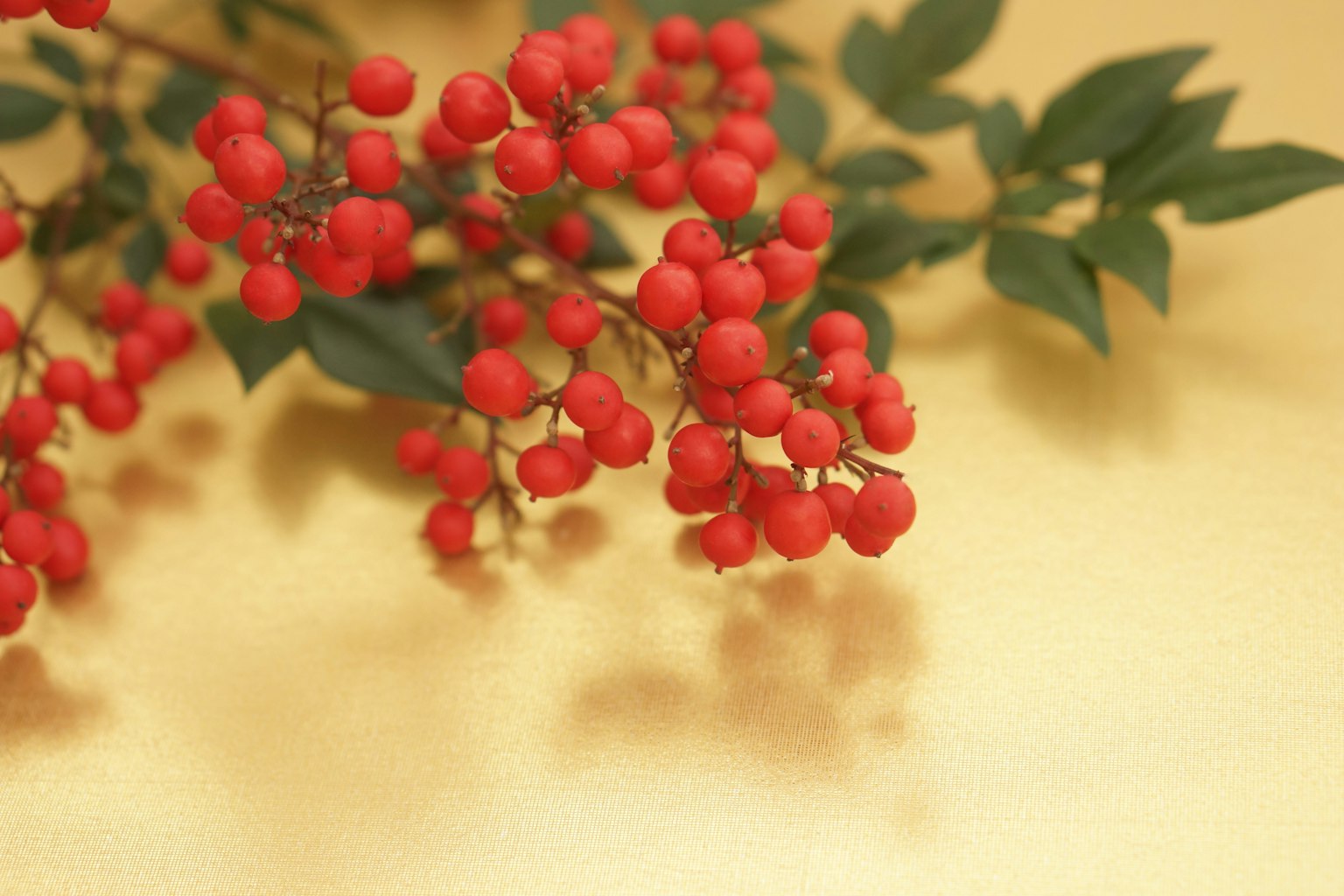 帶有紅色漿果的樹枝與金色背景