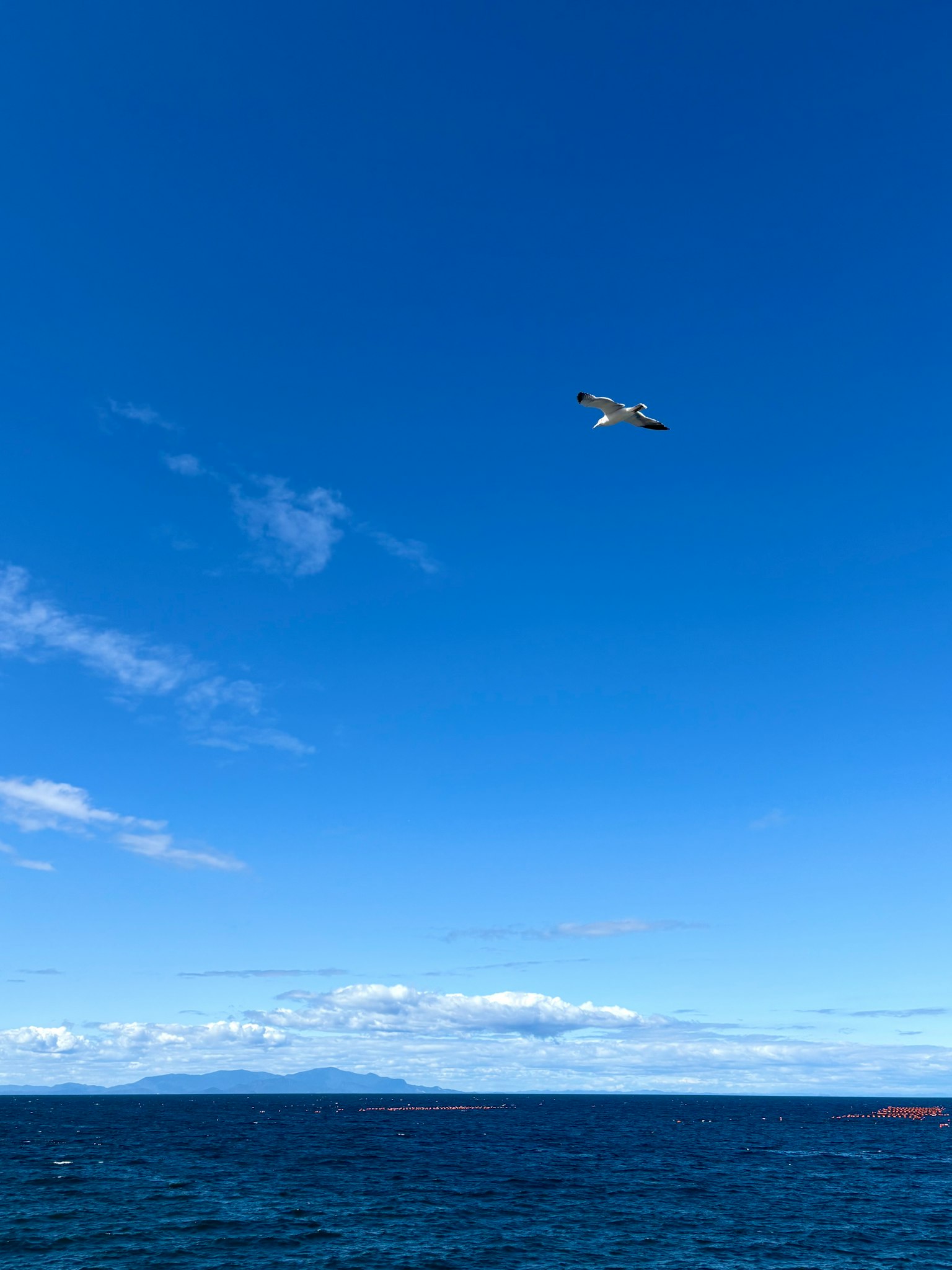 青い空と海の上を飛ぶ鳥の画像