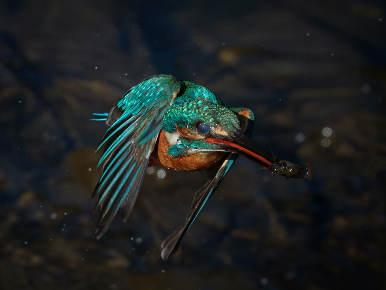 Ein bunter Eisvogel taucht unter Wasser, um einen Fisch zu fangen