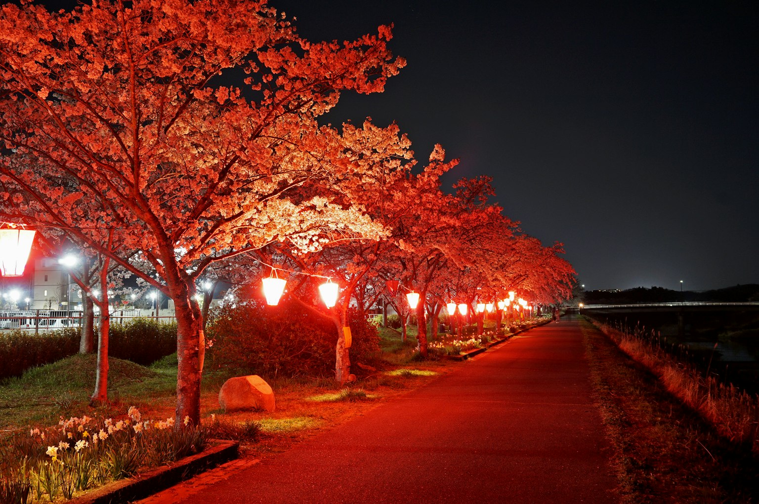 Hermosa escena de cerezos iluminados por faroles rojos de noche