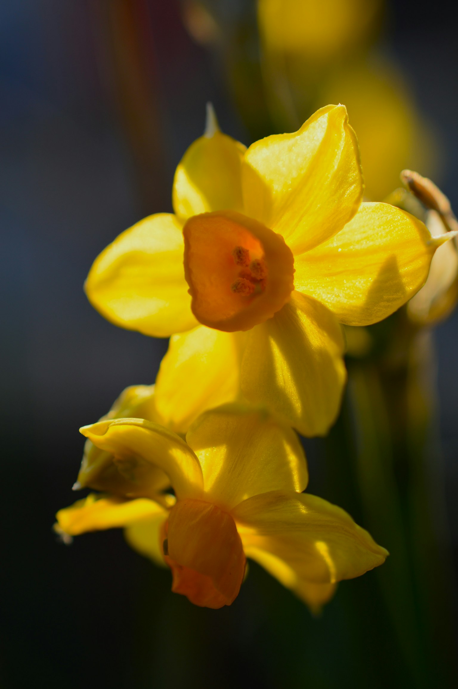 Lebendige gelbe Blumen mit orangefarbenen Zentren und zarten Blütenblättern