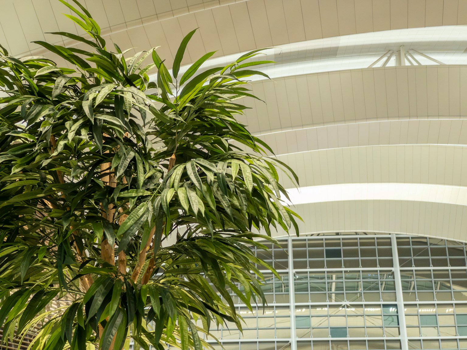Large indoor plant with modern ceiling design and glass windows