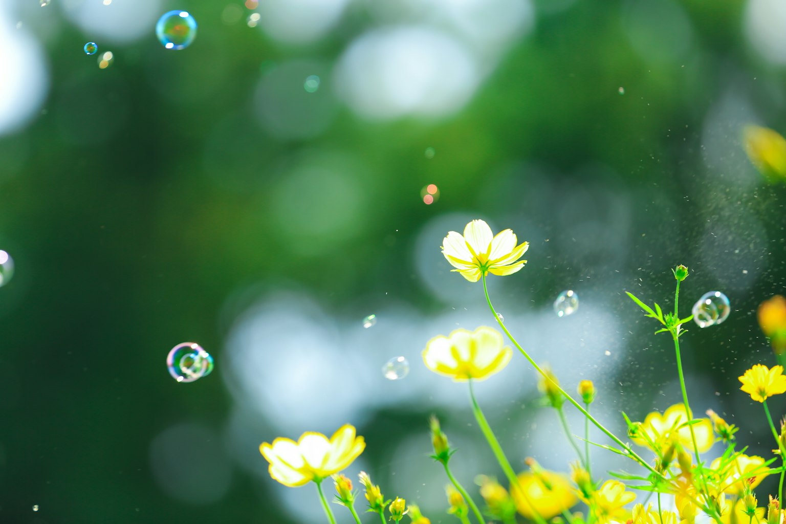 Schöne Szene mit gelben Blumen und schwebenden Blasen