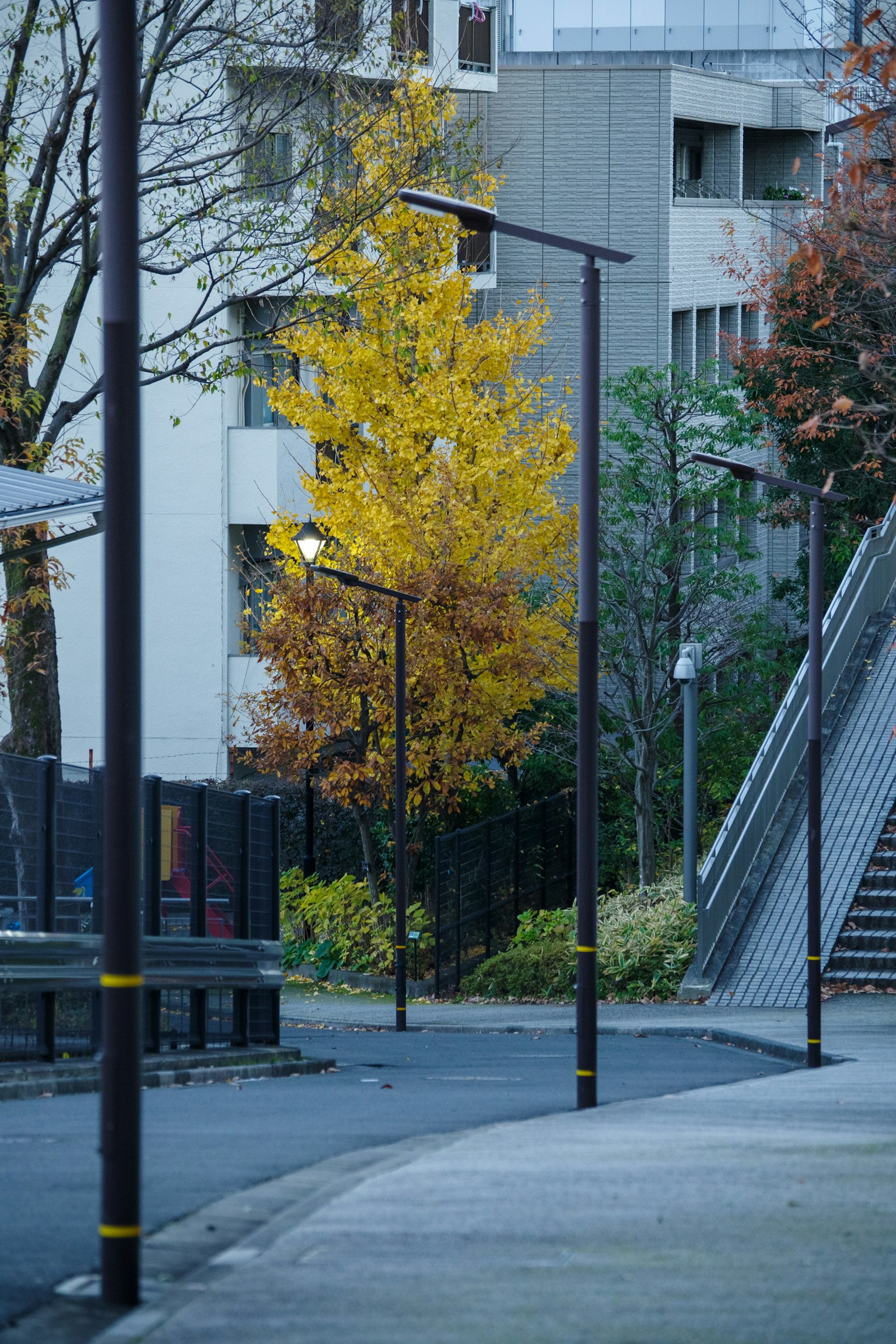 街景，黄色树木和路灯