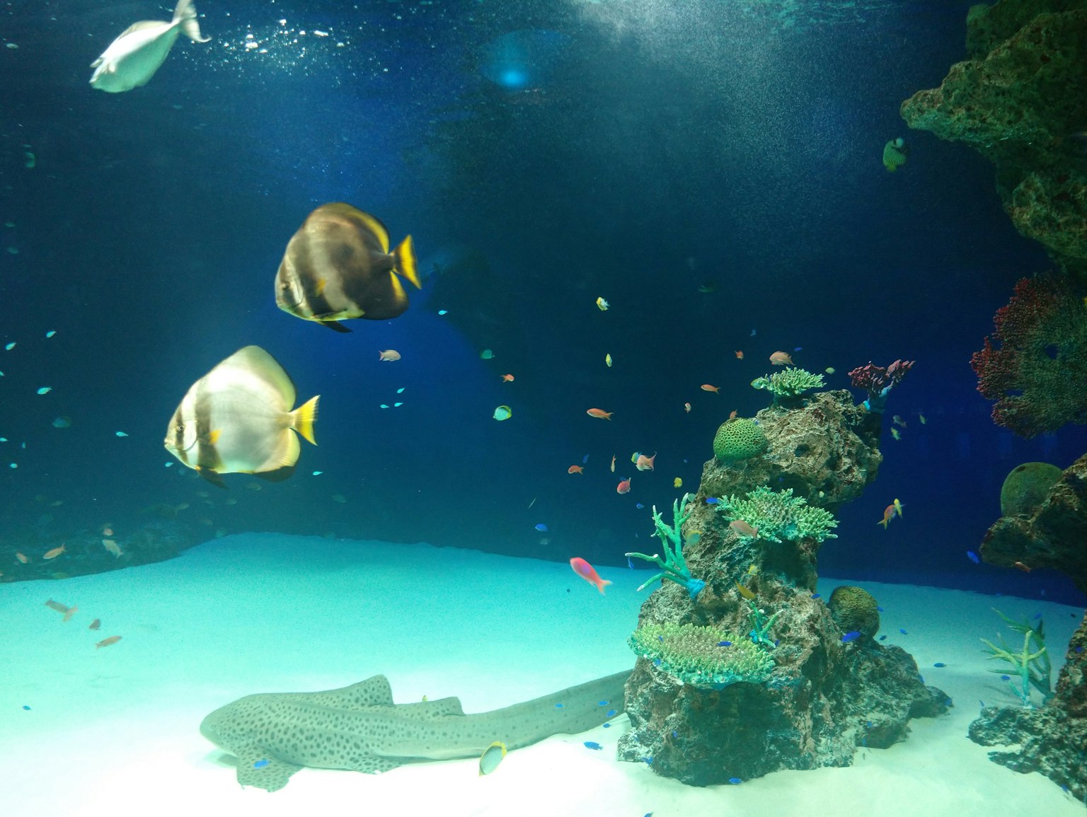 Pemandangan bawah air di akuarium dengan ikan berwarna-warni dan batu karang