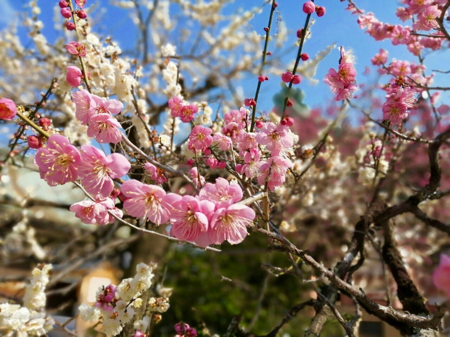 Albero in fiore con fiori rosa e bianchi sotto un cielo blu