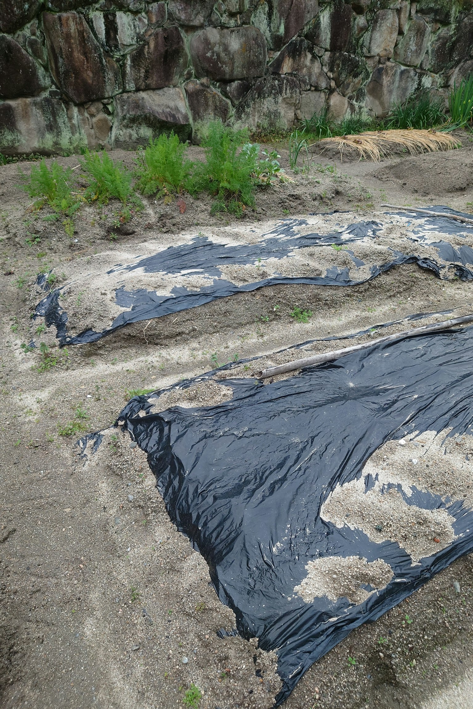 Pemandangan kebun dengan terpal hitam yang diletakkan di atas tanah dikelilingi batu dan rumput