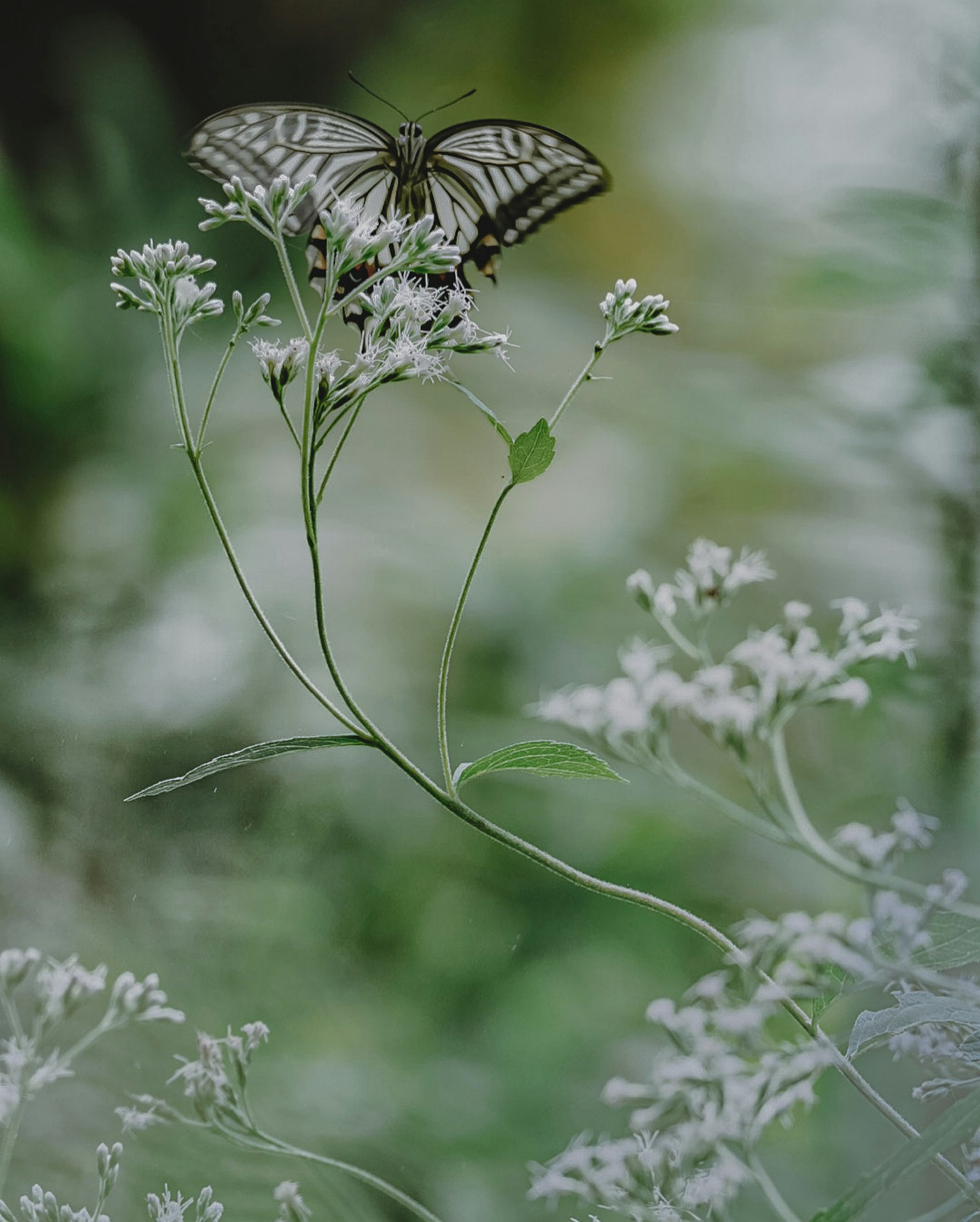 Un papillon posé sur des fleurs blanches avec un doux fond vert