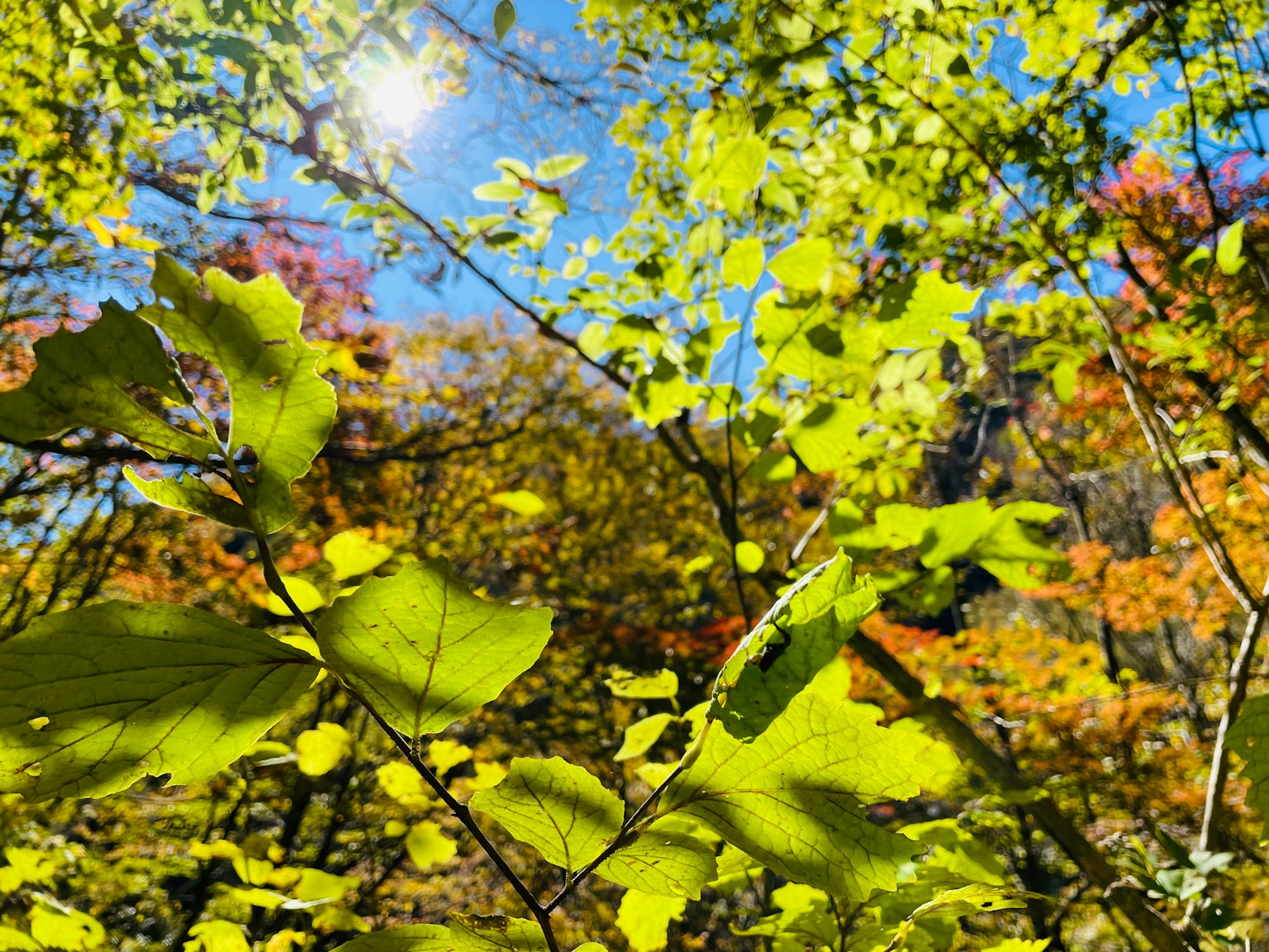 Hojas verdes exuberantes con colores otoñales en un paisaje forestal