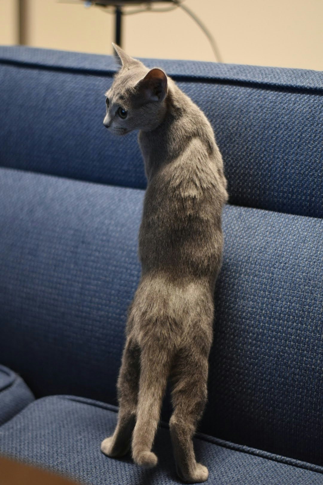 소파 위에 앉아 있는 회색 고양이