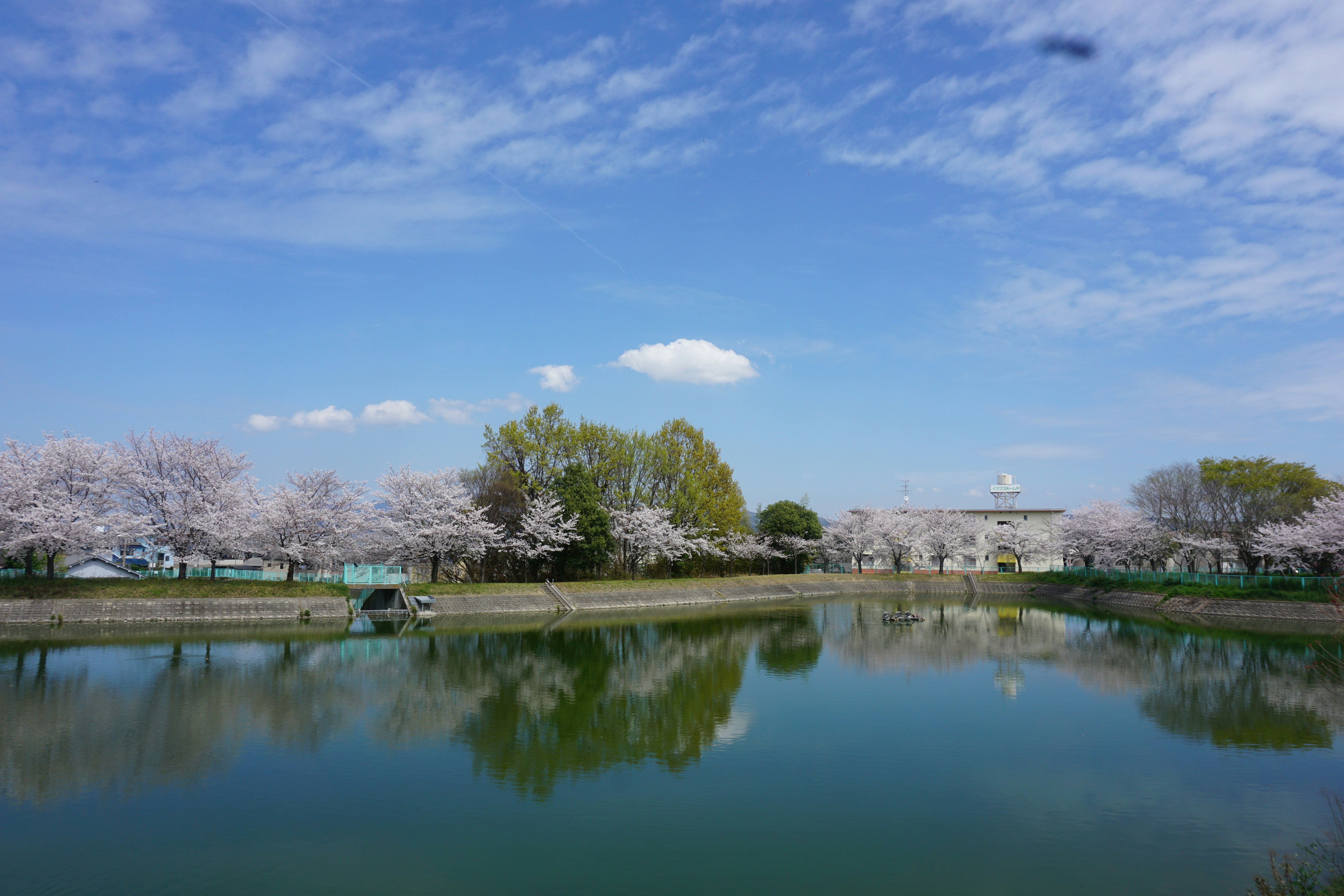 桜並木と池に映る青空の風景