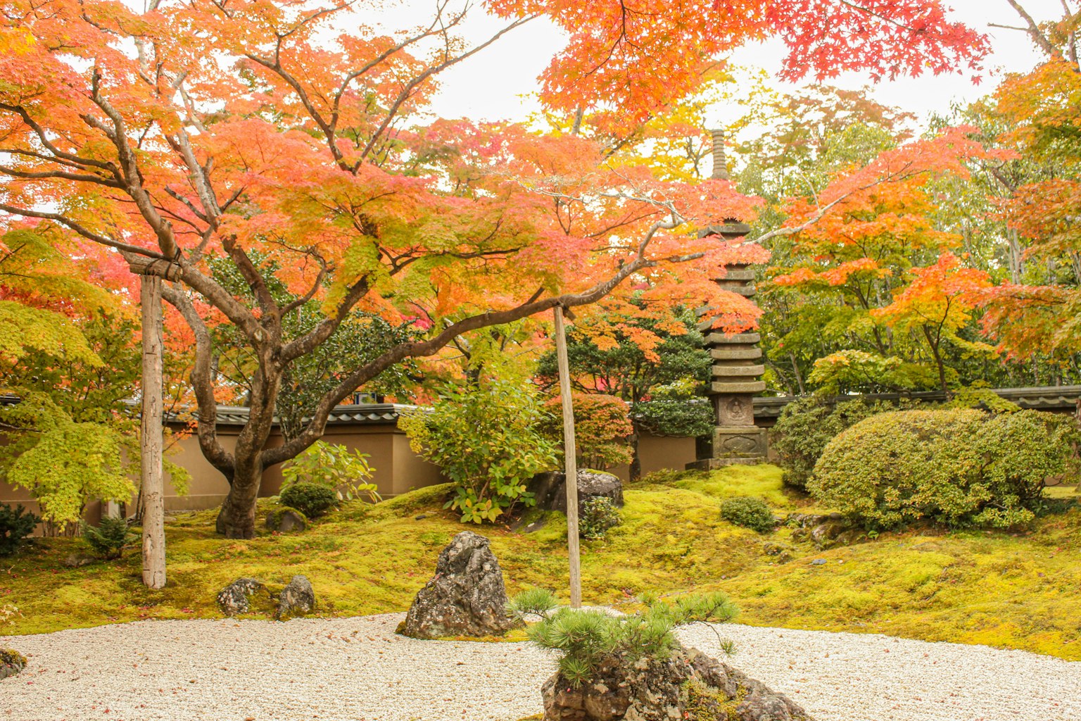 Scenic Japanese garden in autumn with vibrant red foliage and stone arrangements