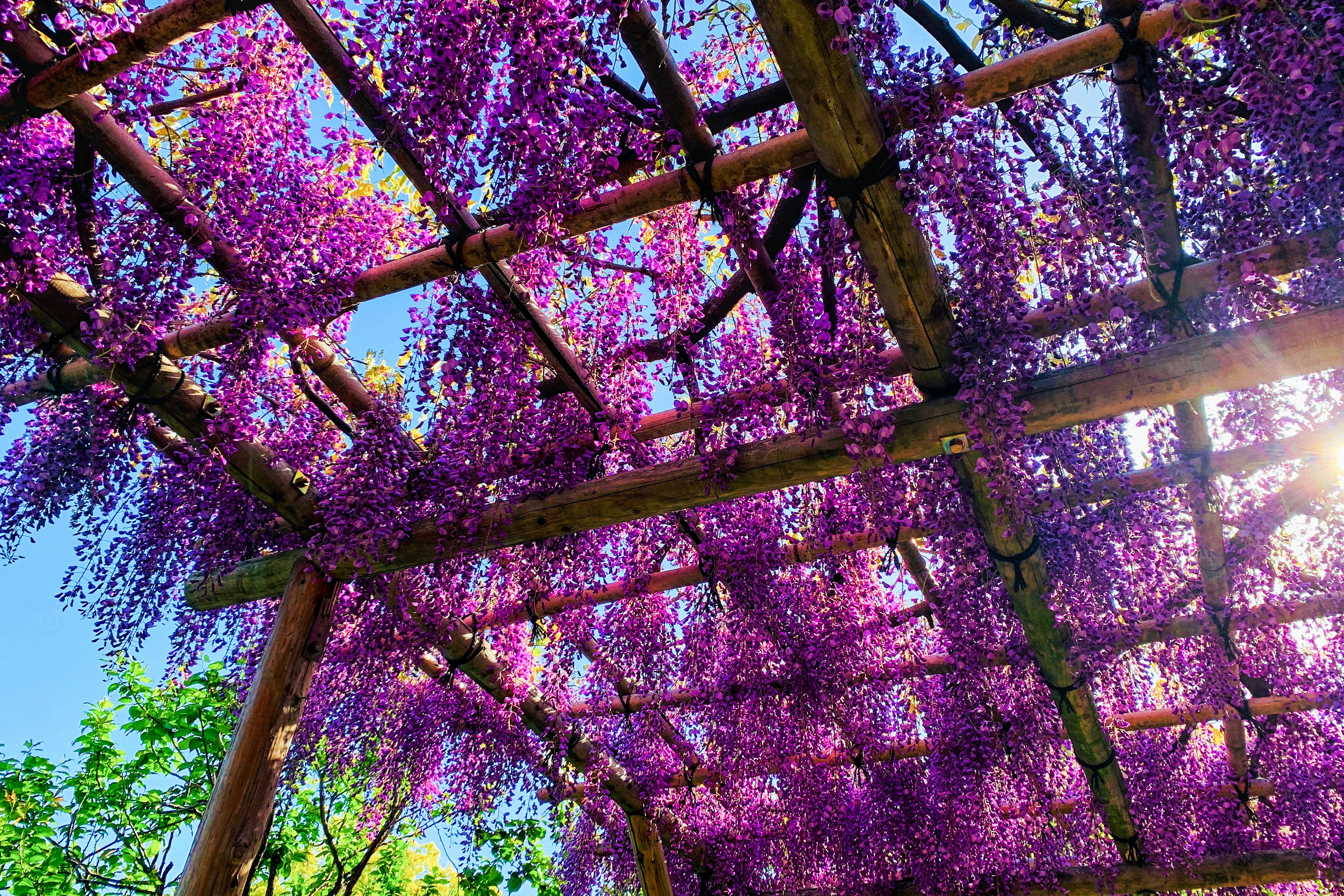 volta di un arco in legno coperta di fiori di glicine