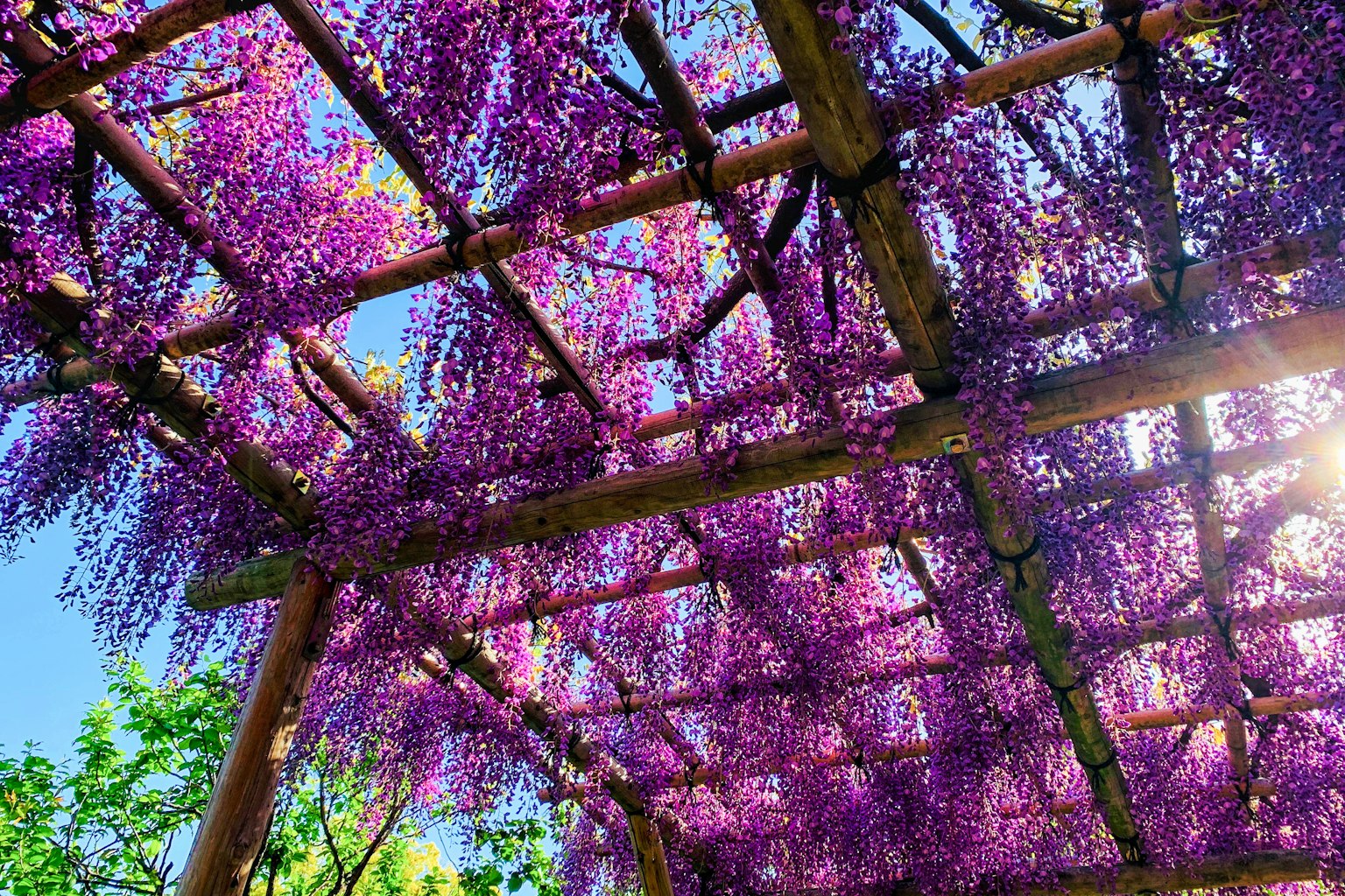 Flores de glicinia moradas brillantes que caen de una pérgola de madera