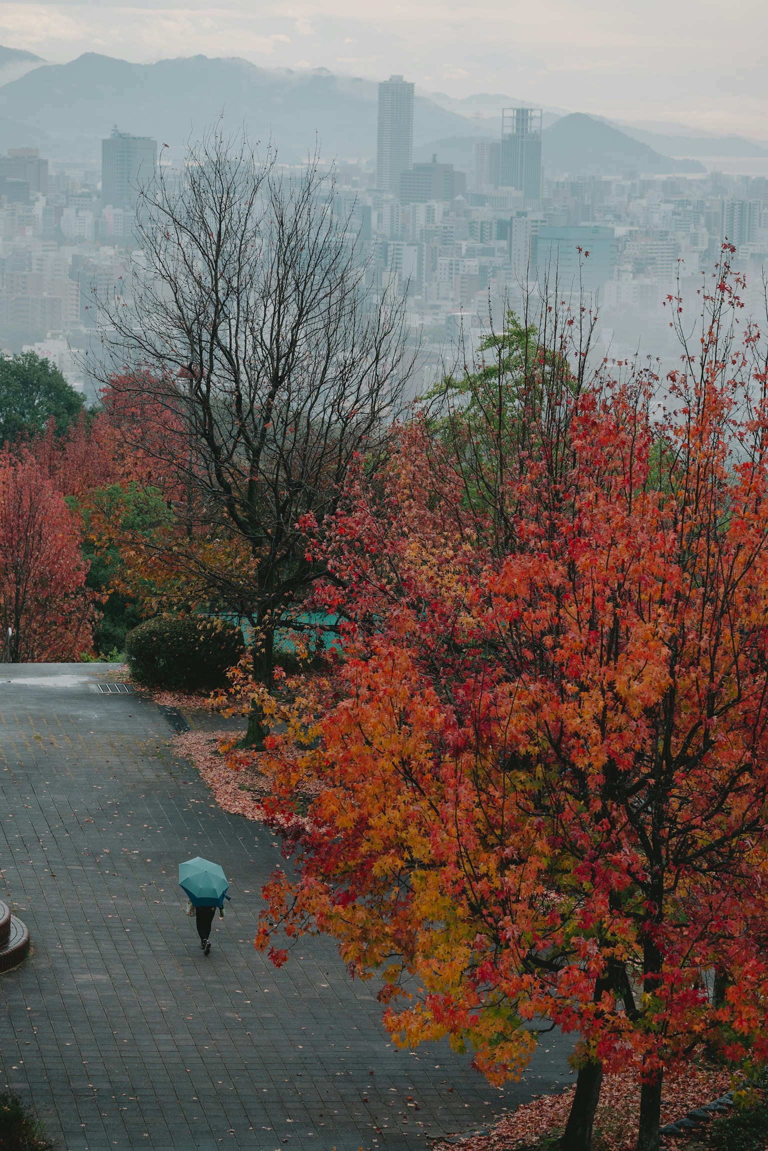 Autumn trees with vibrant colors and a misty urban skyline