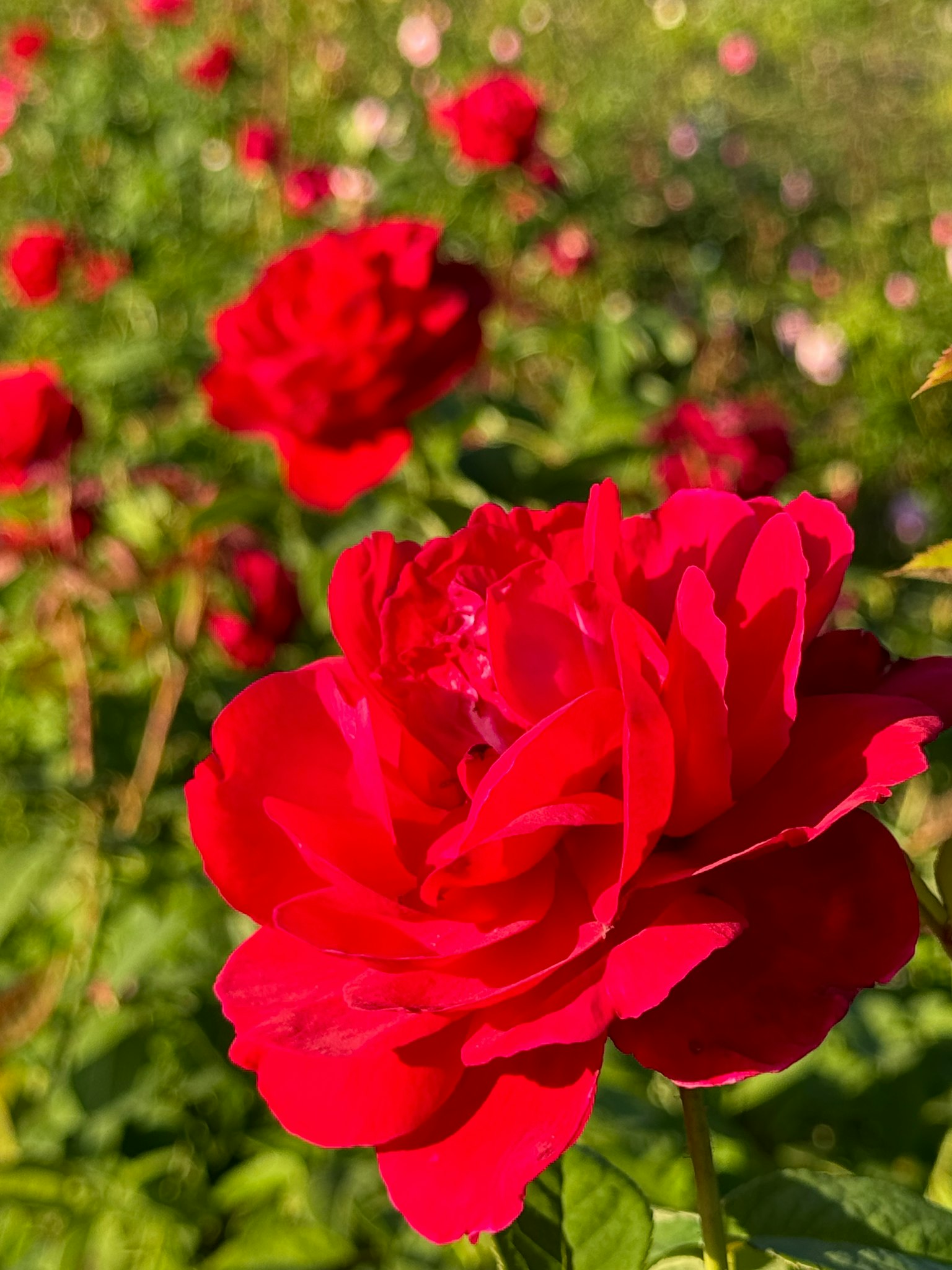 Rosa rossa vibrante che fiorisce in un giardino lussureggiante
