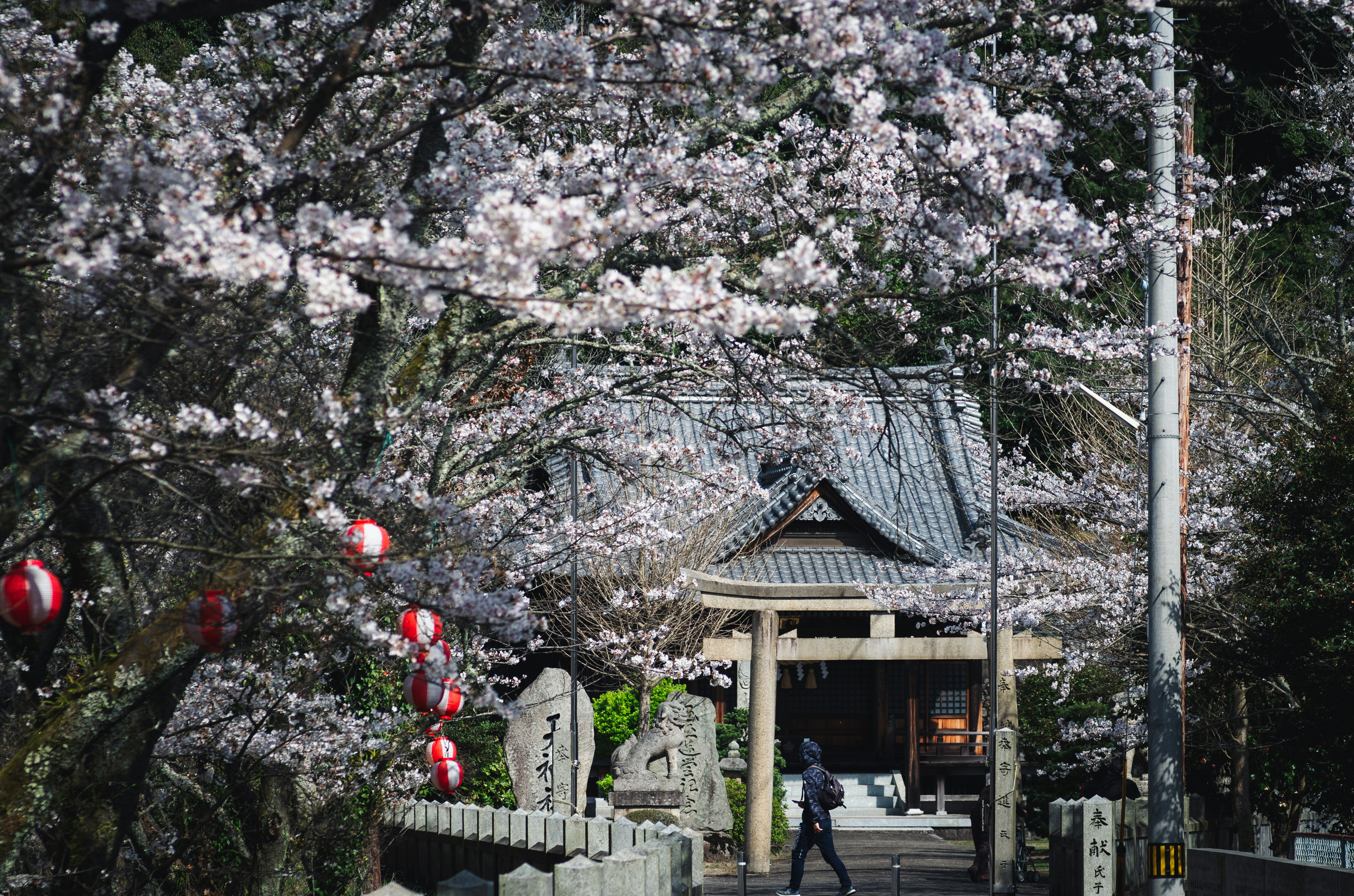 桜の木と石灯籠が並ぶ参道の風景