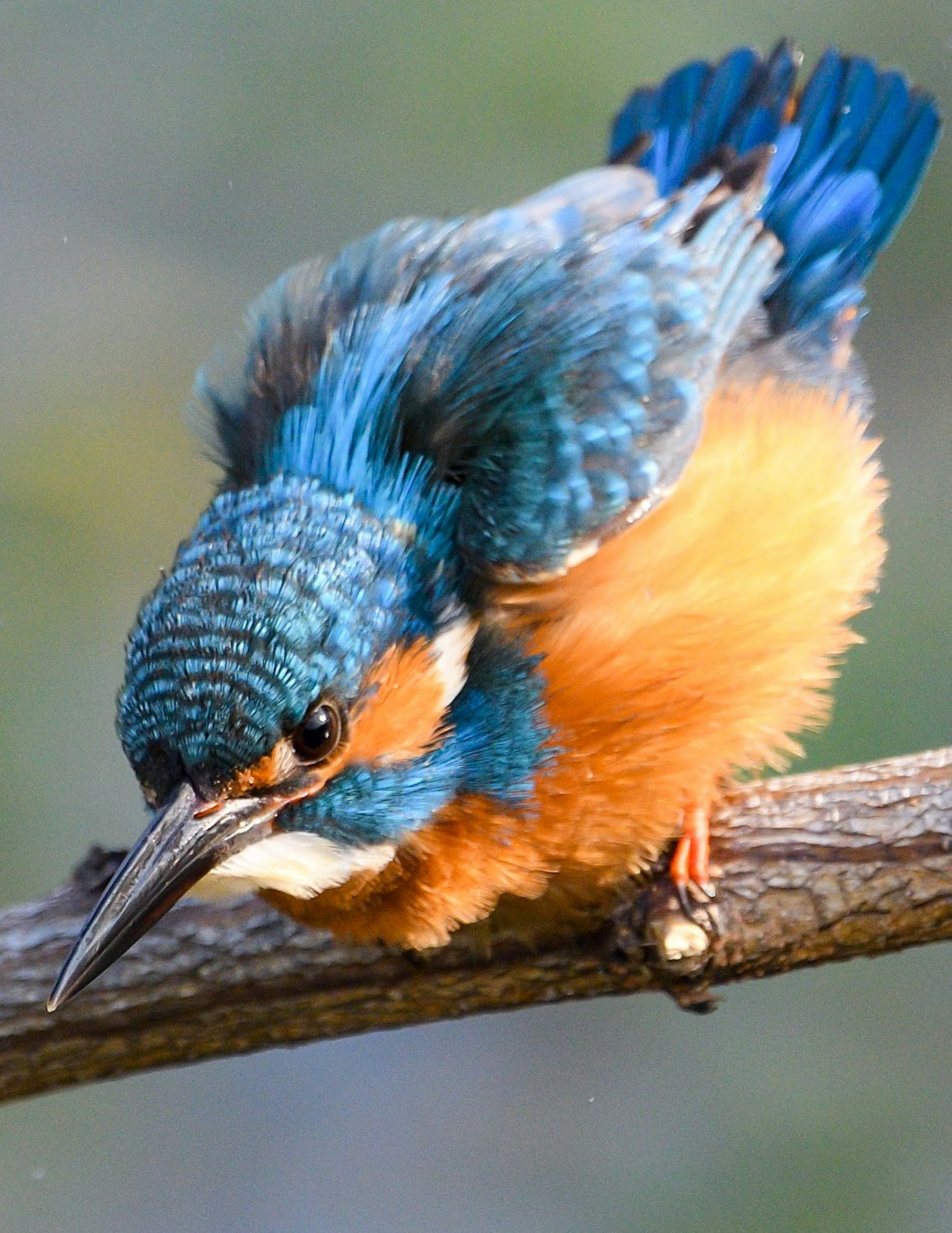 Seekor burung kingfisher dengan bulu biru cerah dan oranye bertengger di cabang