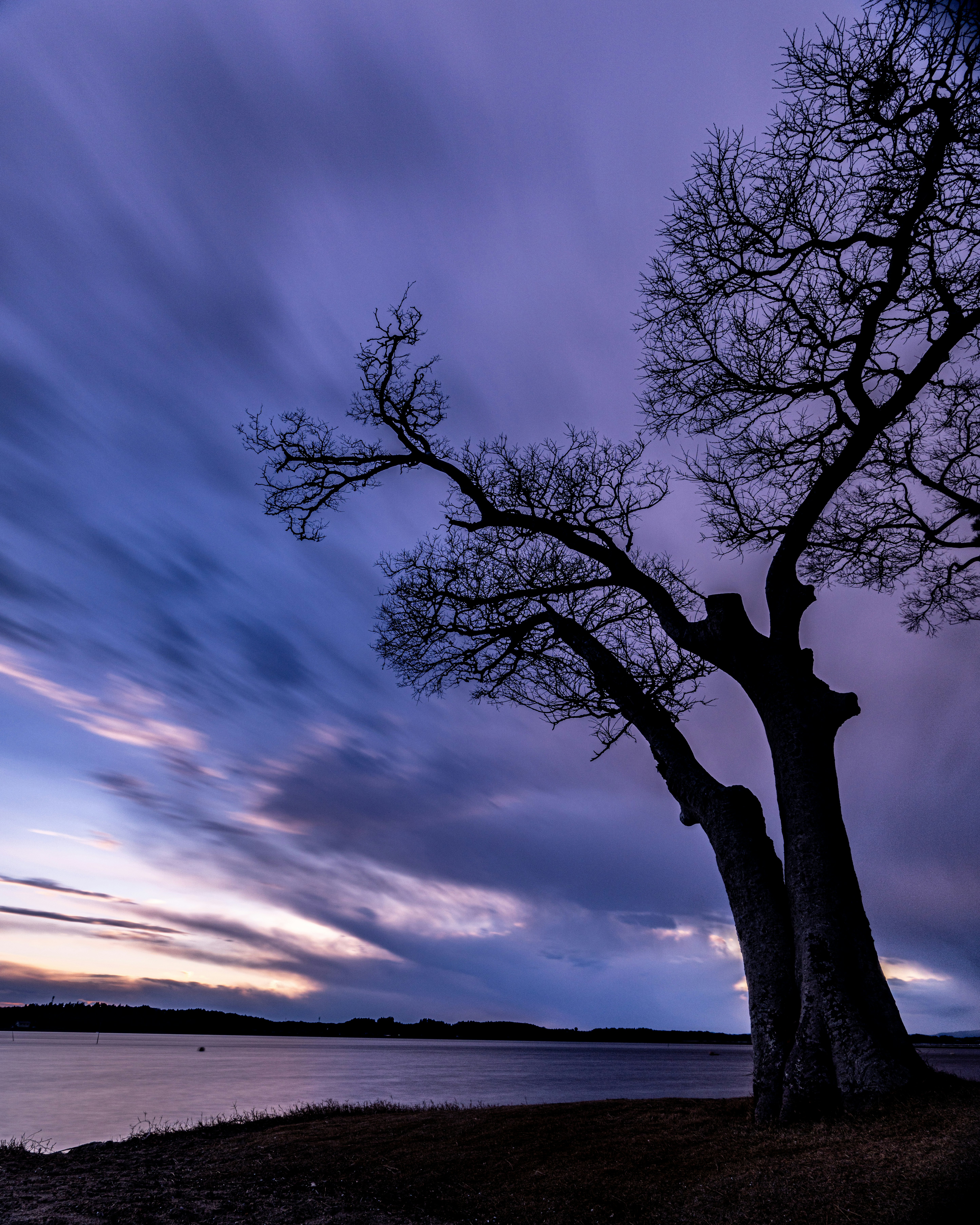 lone leafless tree by a lakeside at dusk