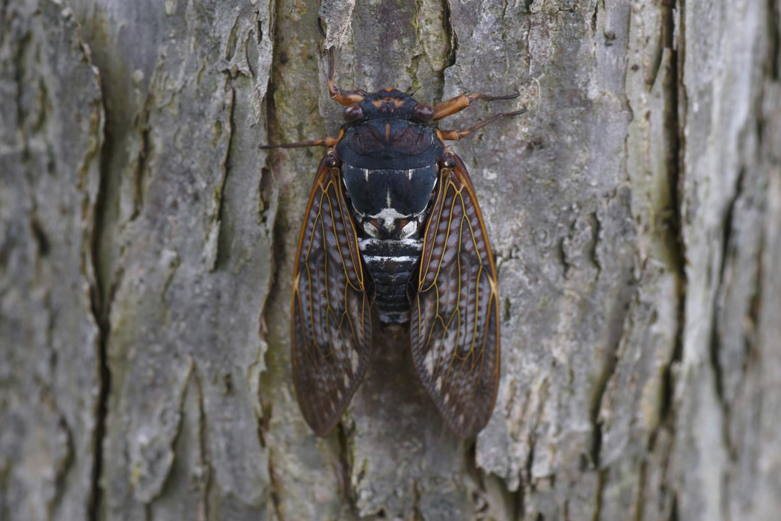 Gros plan d'un insecte cigale se reposant sur un tronc d'arbre