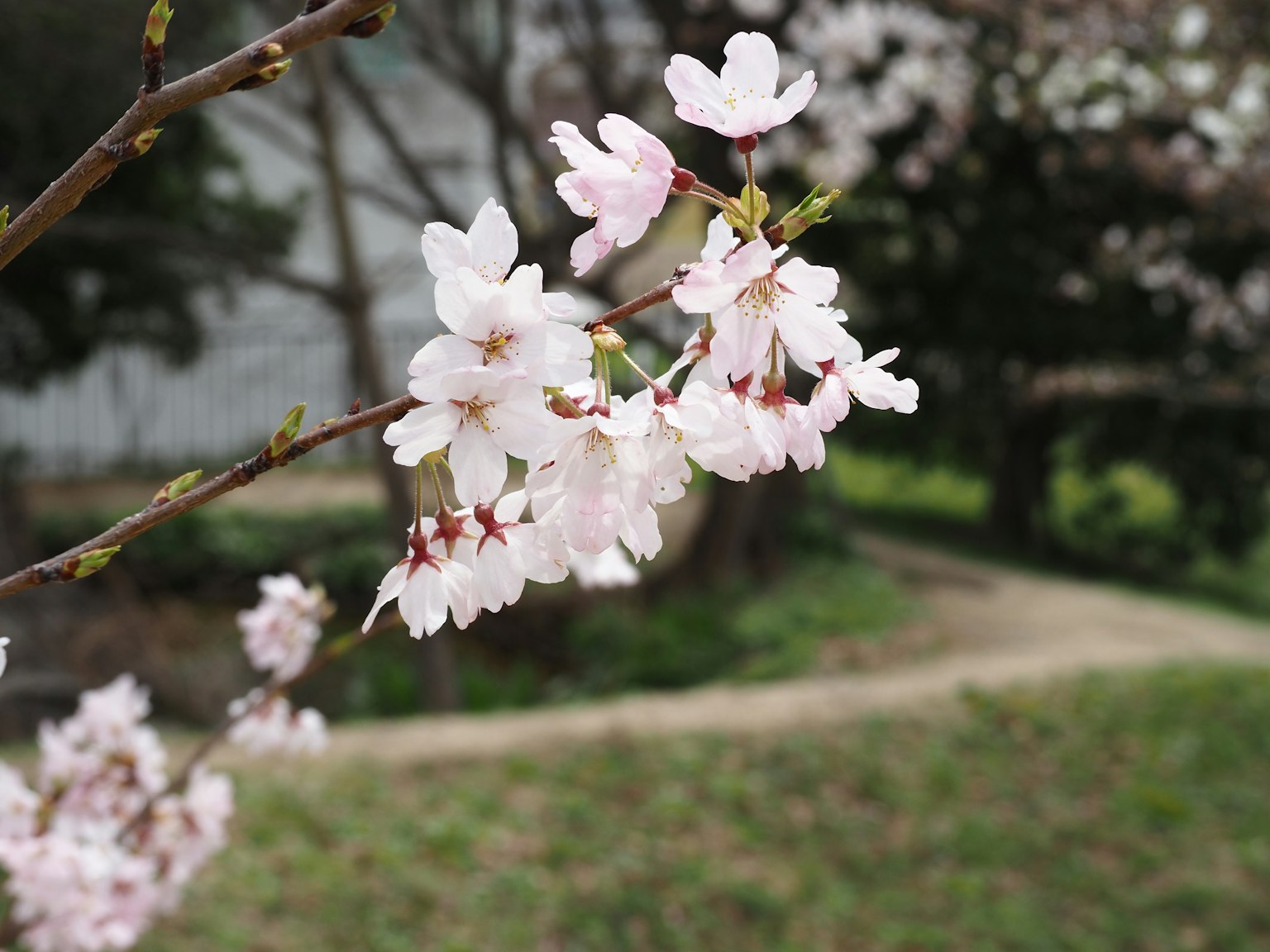 Close-up of cherry blossoms on a branch with green grass in the background