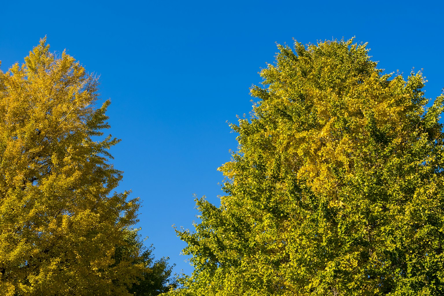 Alberi con foglie gialle sotto un cielo blu chiaro