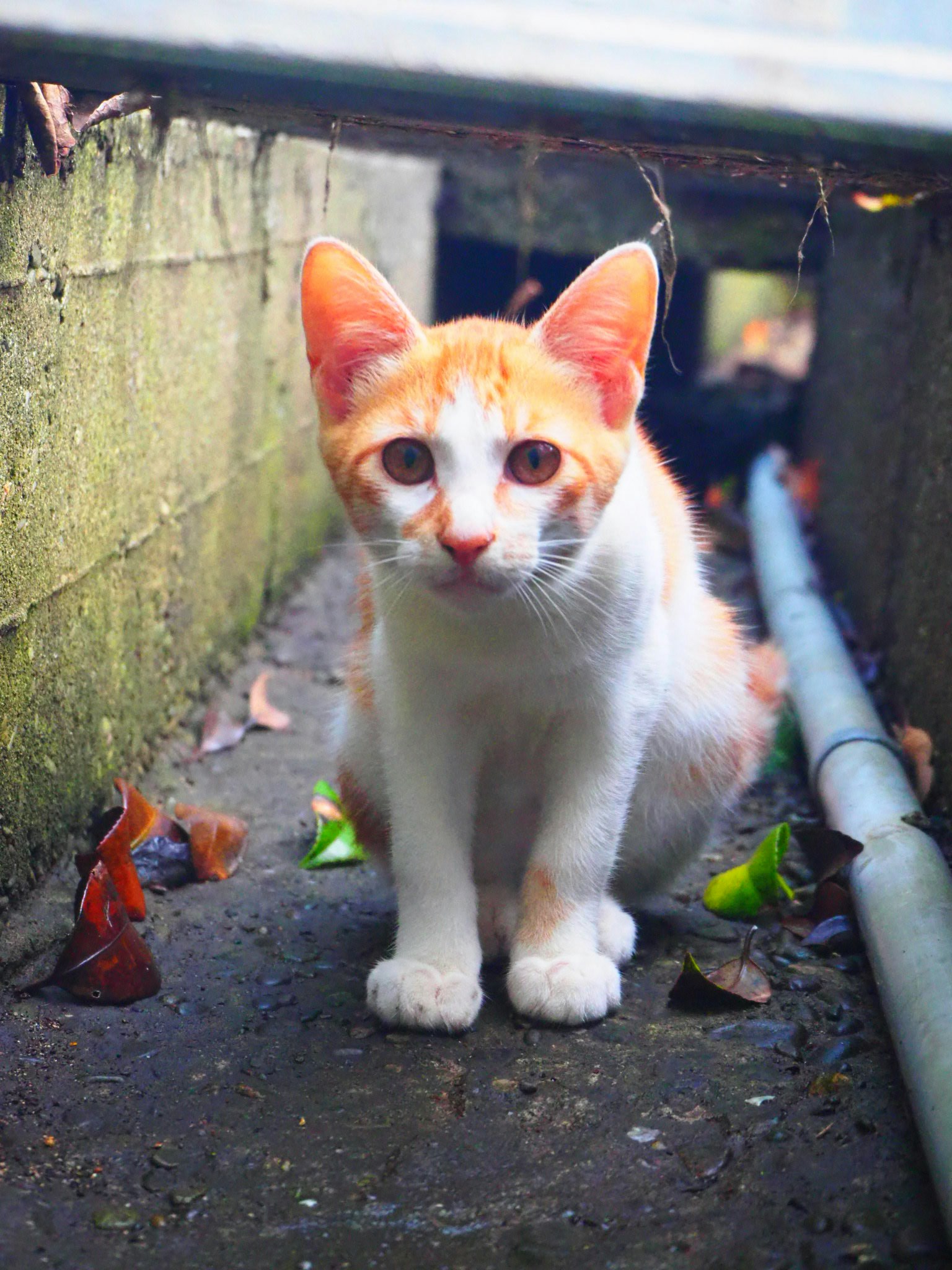 Seekor anak kucing putih dengan telinga oranye duduk di ruang sempit