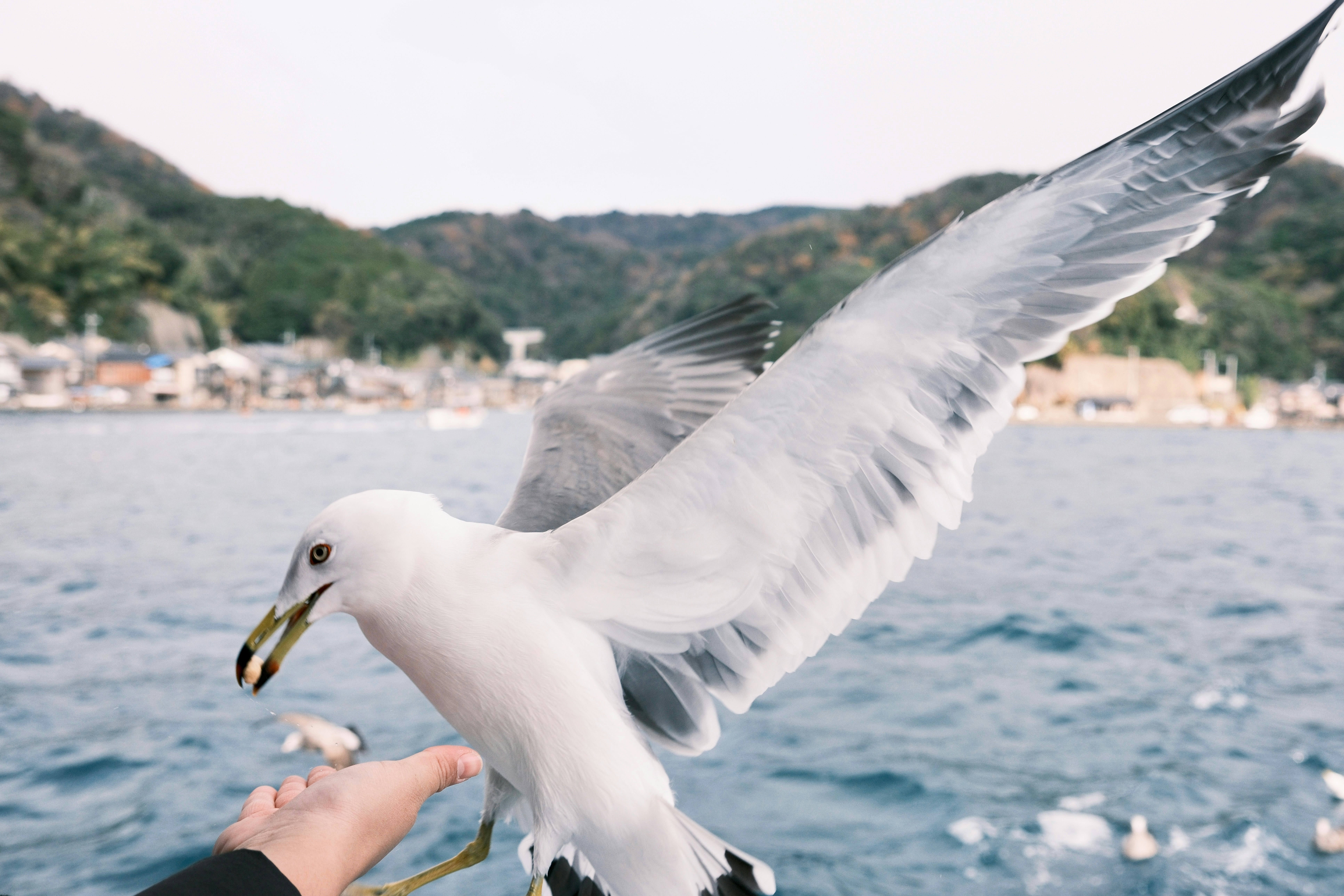海辺で人の手にとまるカモメ
