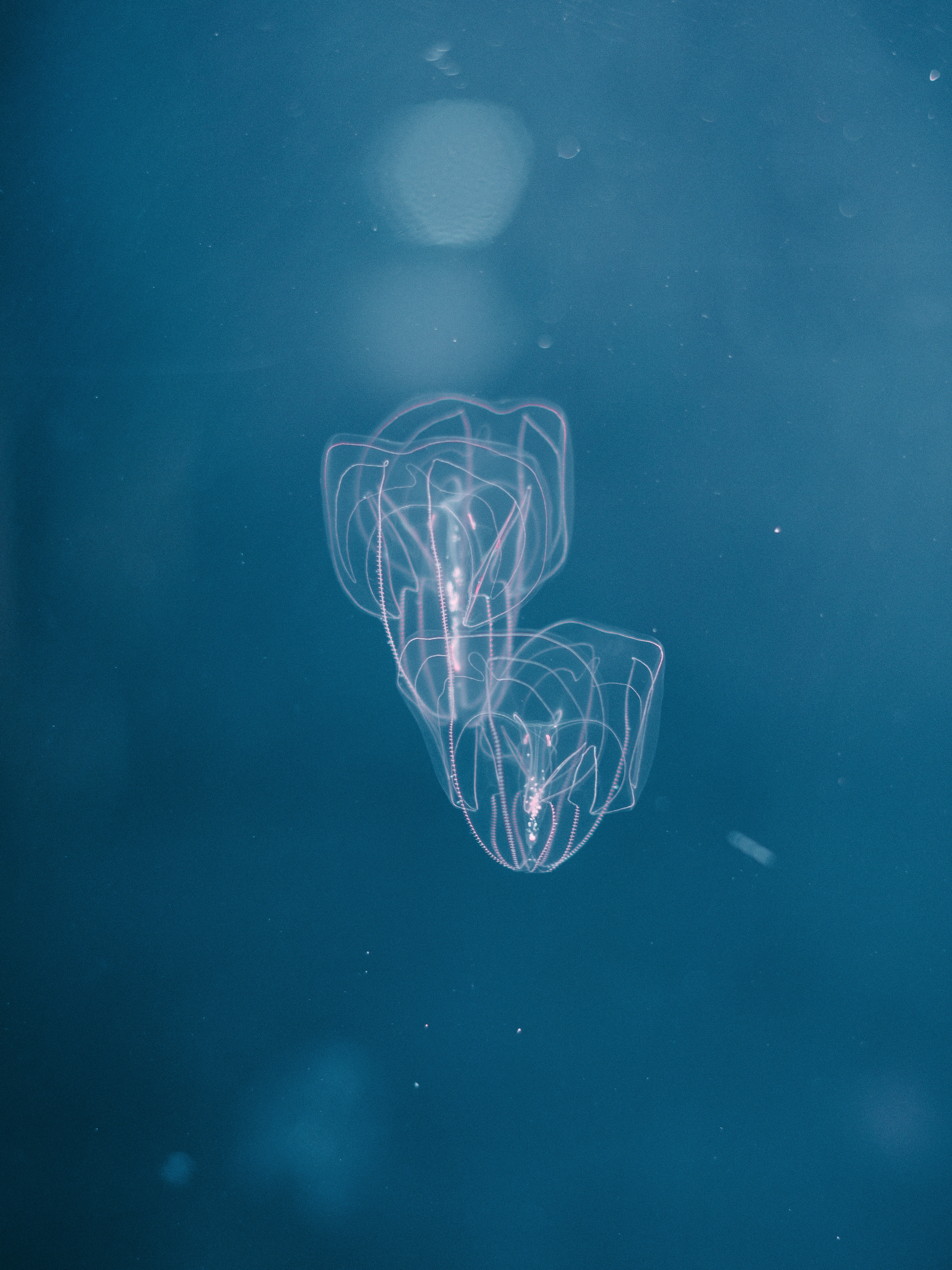 leuchtendes humanoides Hologramm unter Wasser im blauen Licht