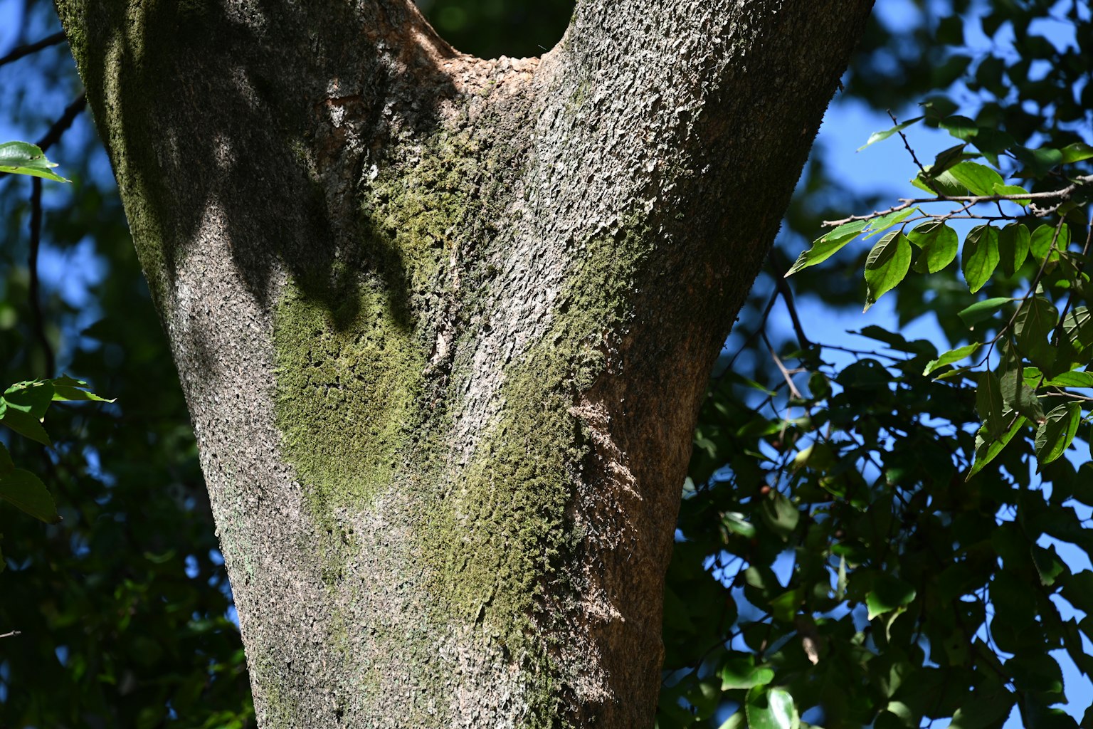 Gros plan sur le tronc d'un arbre entouré de feuilles vertes
