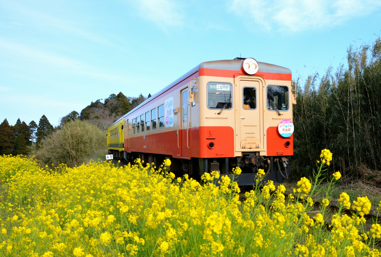 รถไฟสีแดงและขาวล้อมรอบด้วยดอกเรพซีดสีเหลือง