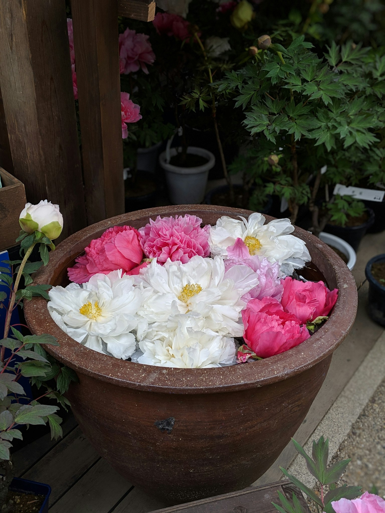 Fiori rosa e bianchi che sbocciano in un vaso di ceramica