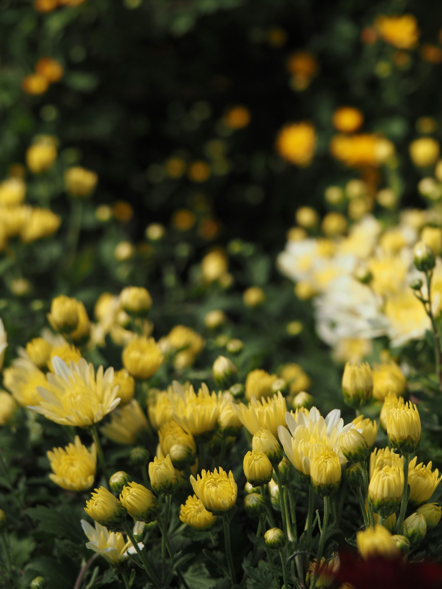 Uno sfondo sfocato pieno di fiori gialli e bianchi in fiore