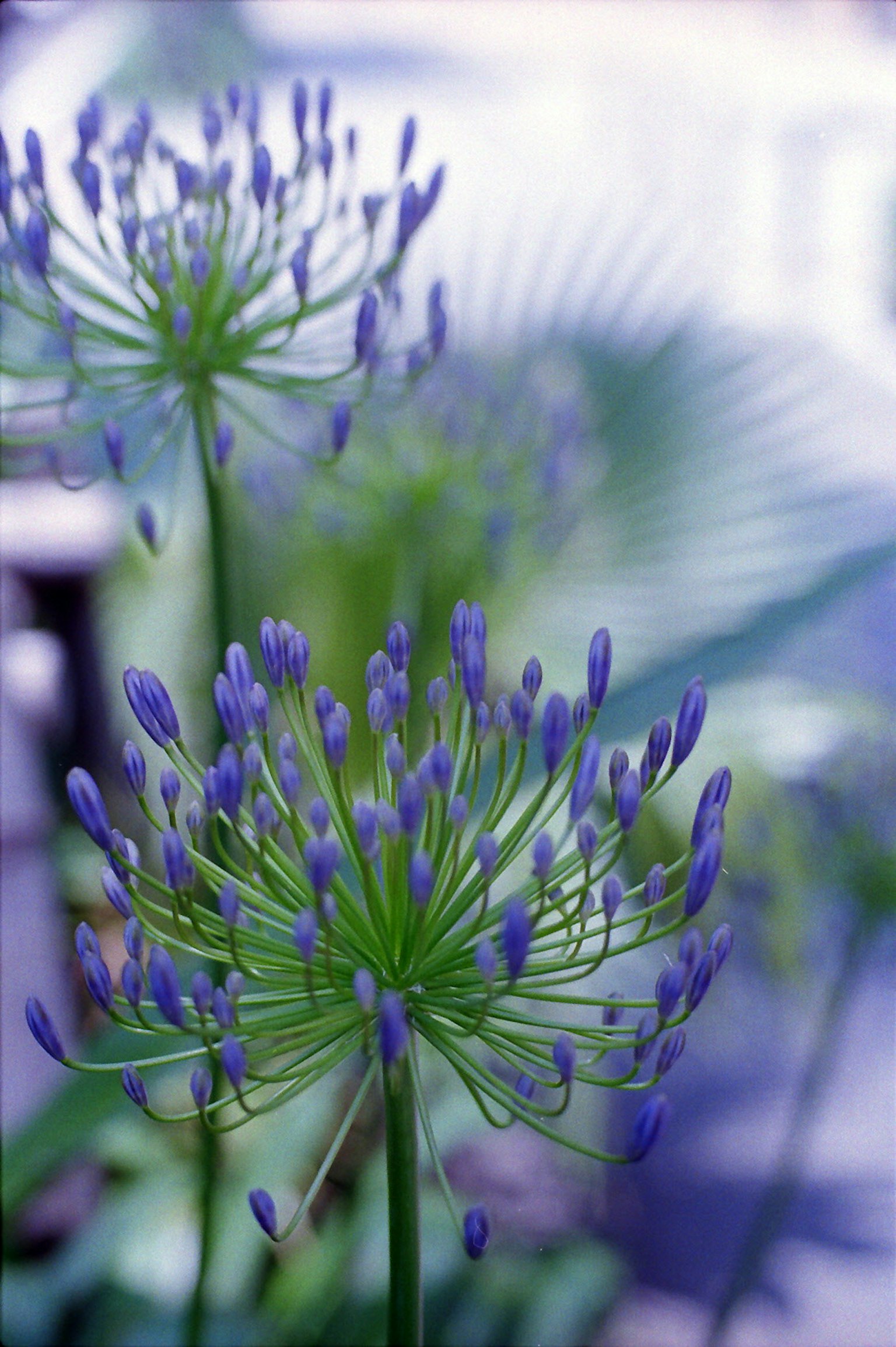 Primo piano di una pianta con distintivi boccioli di fiori viola