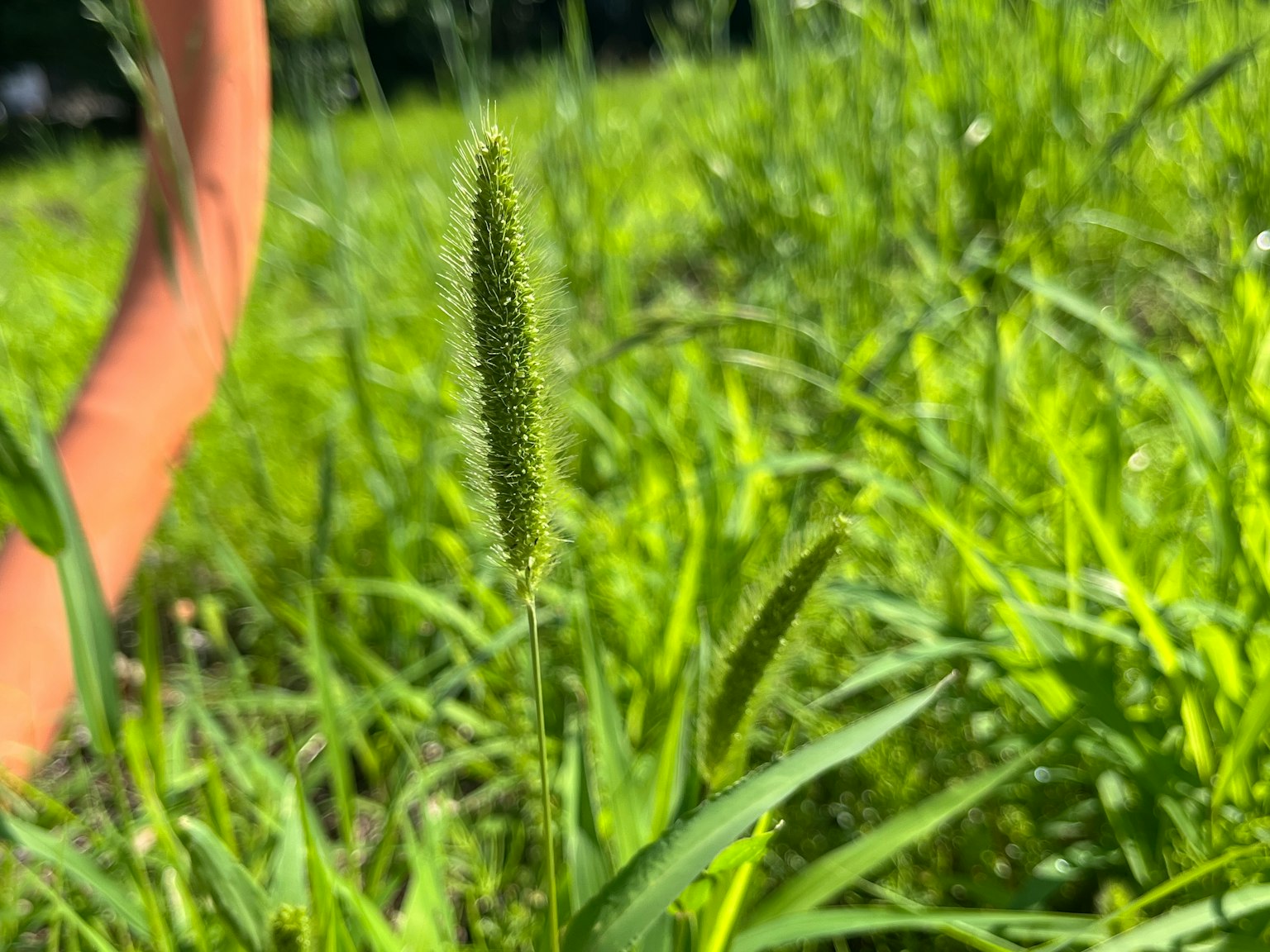 郁郁葱葱的草地上的绿色草穗