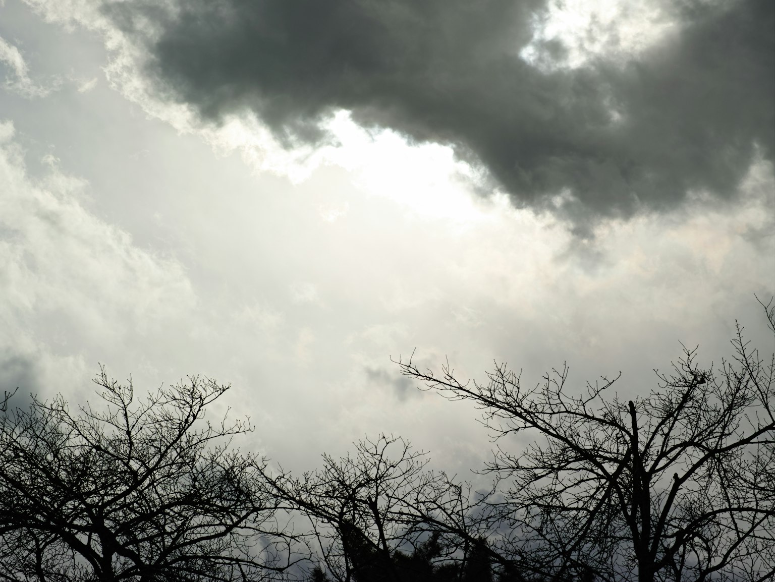 Langit mendung dengan siluet pohon telanjang