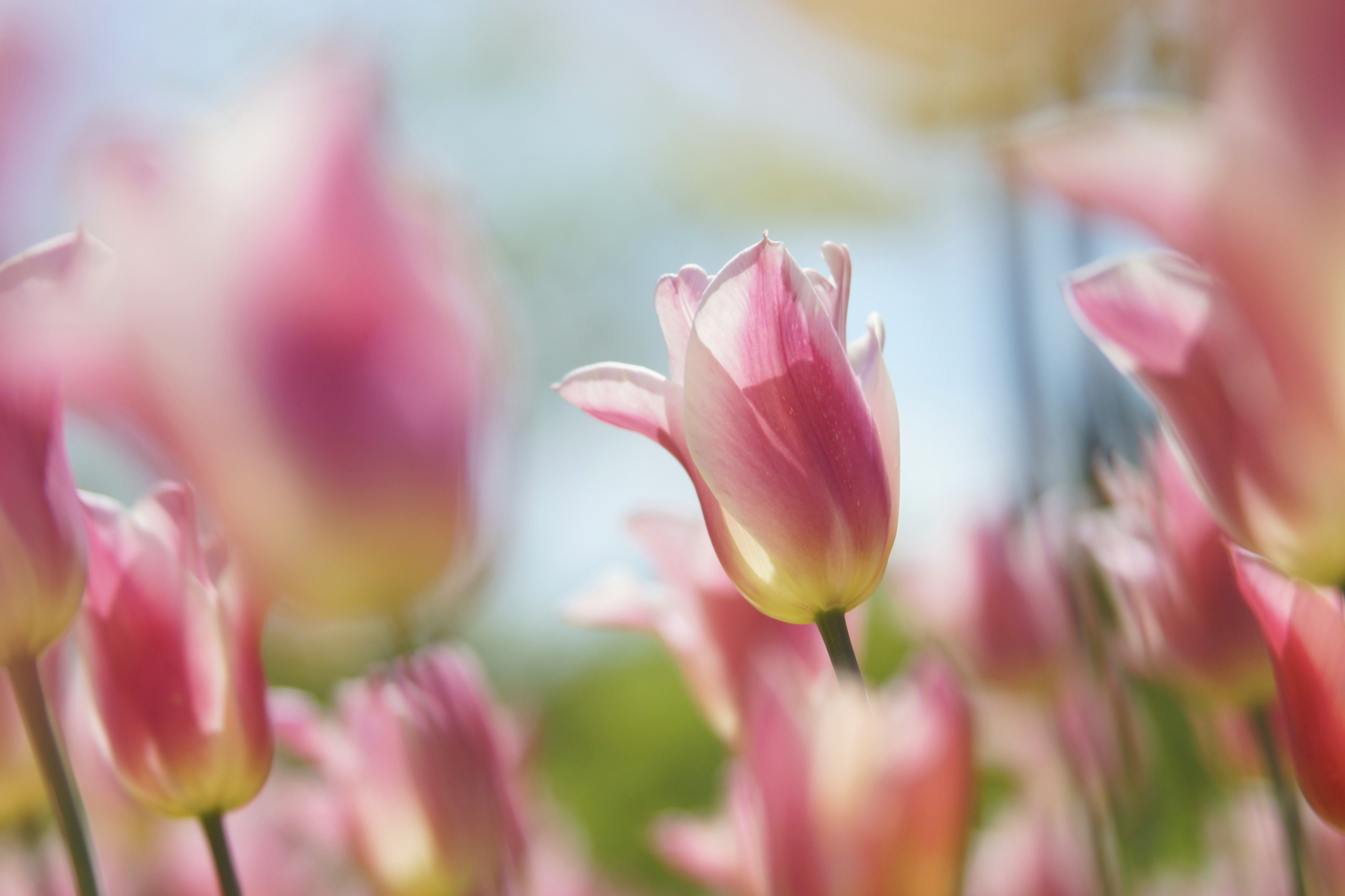 春のチューリップの花が並ぶ花畑の浅い被写界深度